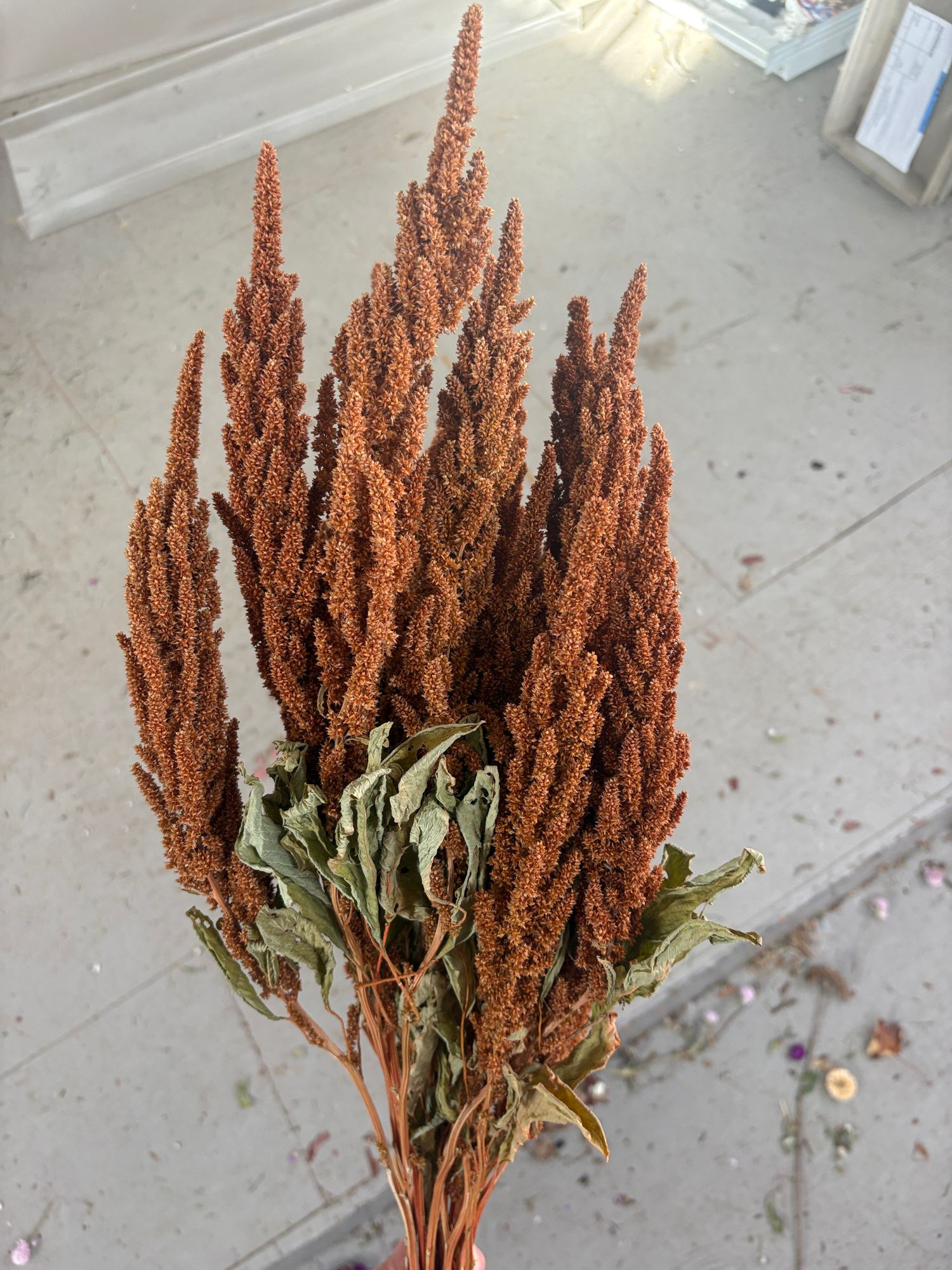 AMARANTHUS