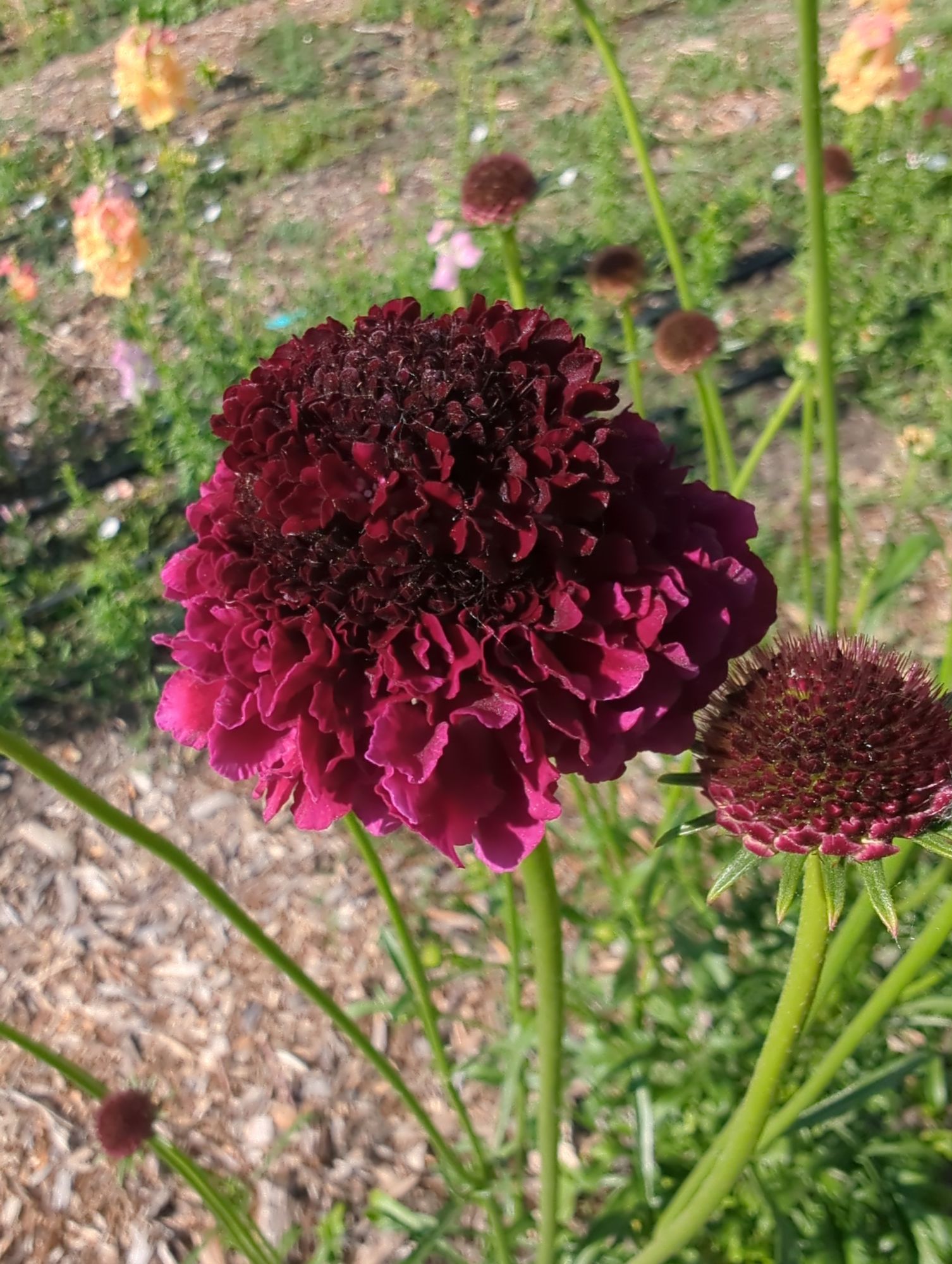 SCABIOSA atropurpurea x caucasica Focal Scoop Dark Purple