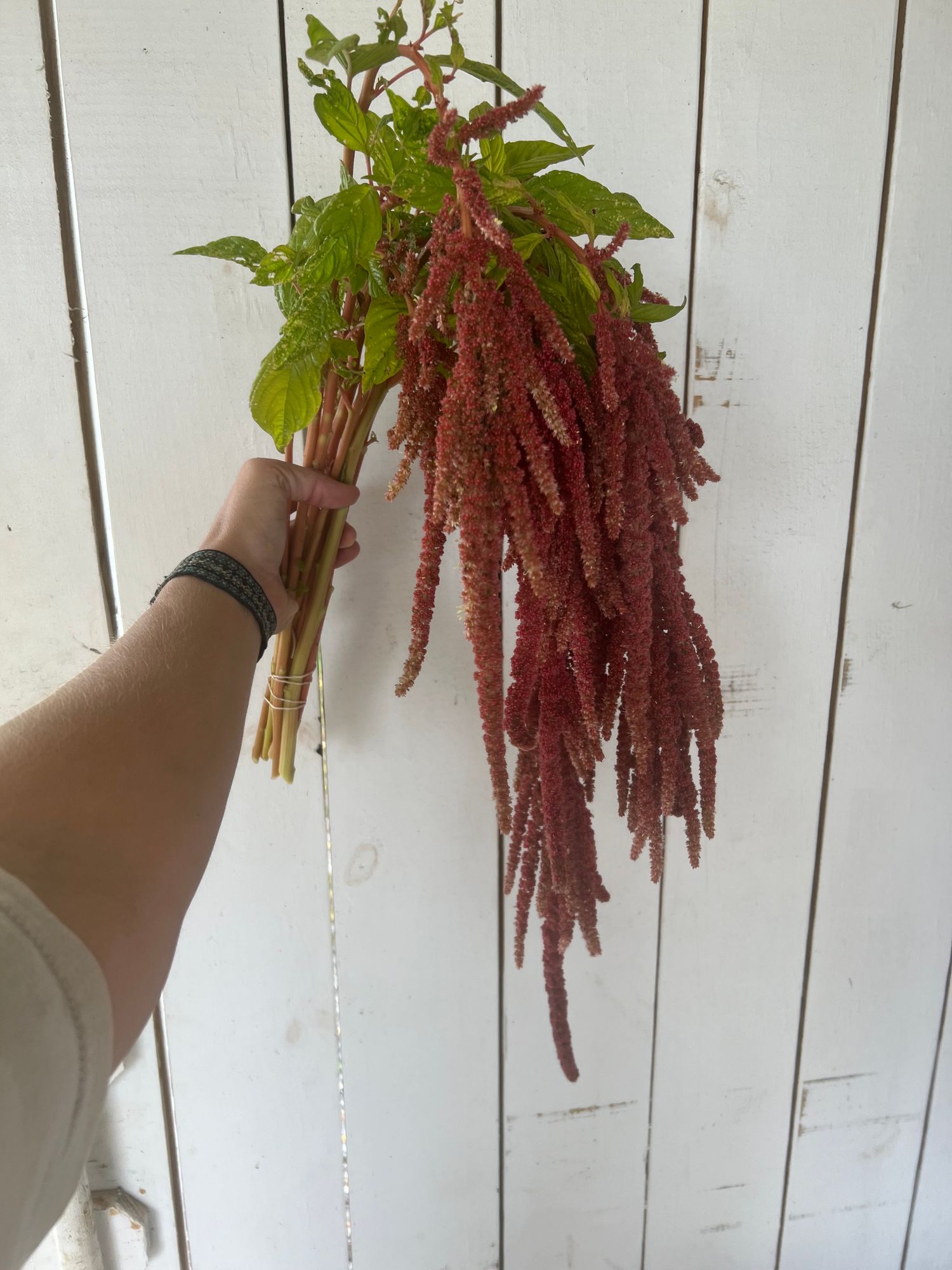 AMARANTHUS caudatus Coral Fountains