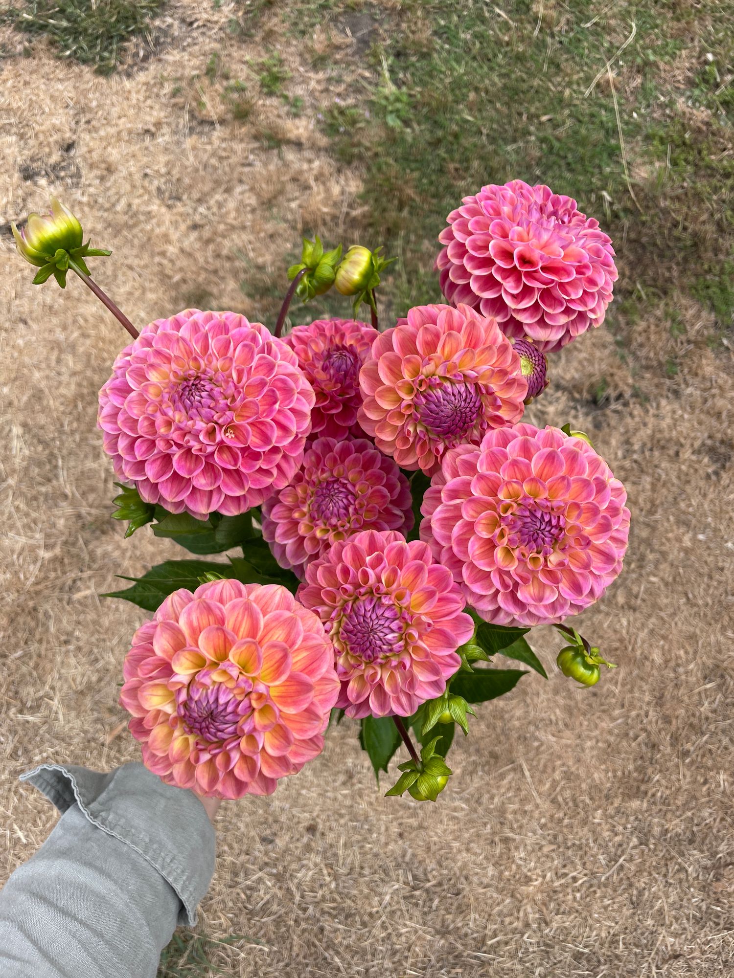 DAHLIA Coseytown Baby Cakes