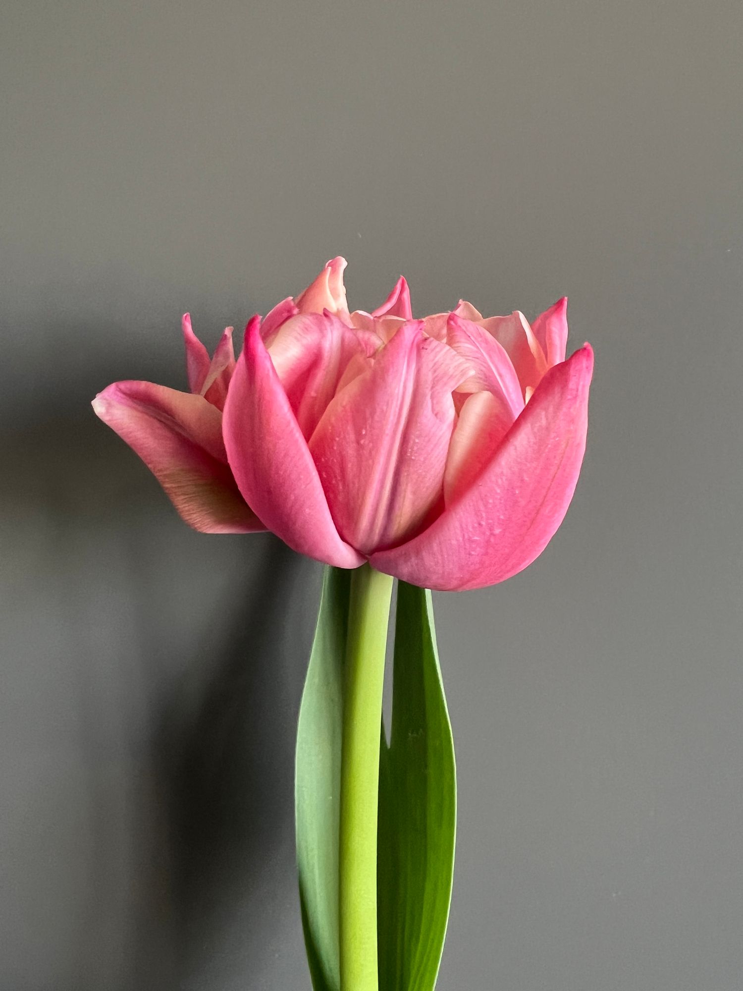 TULIPA Columbus