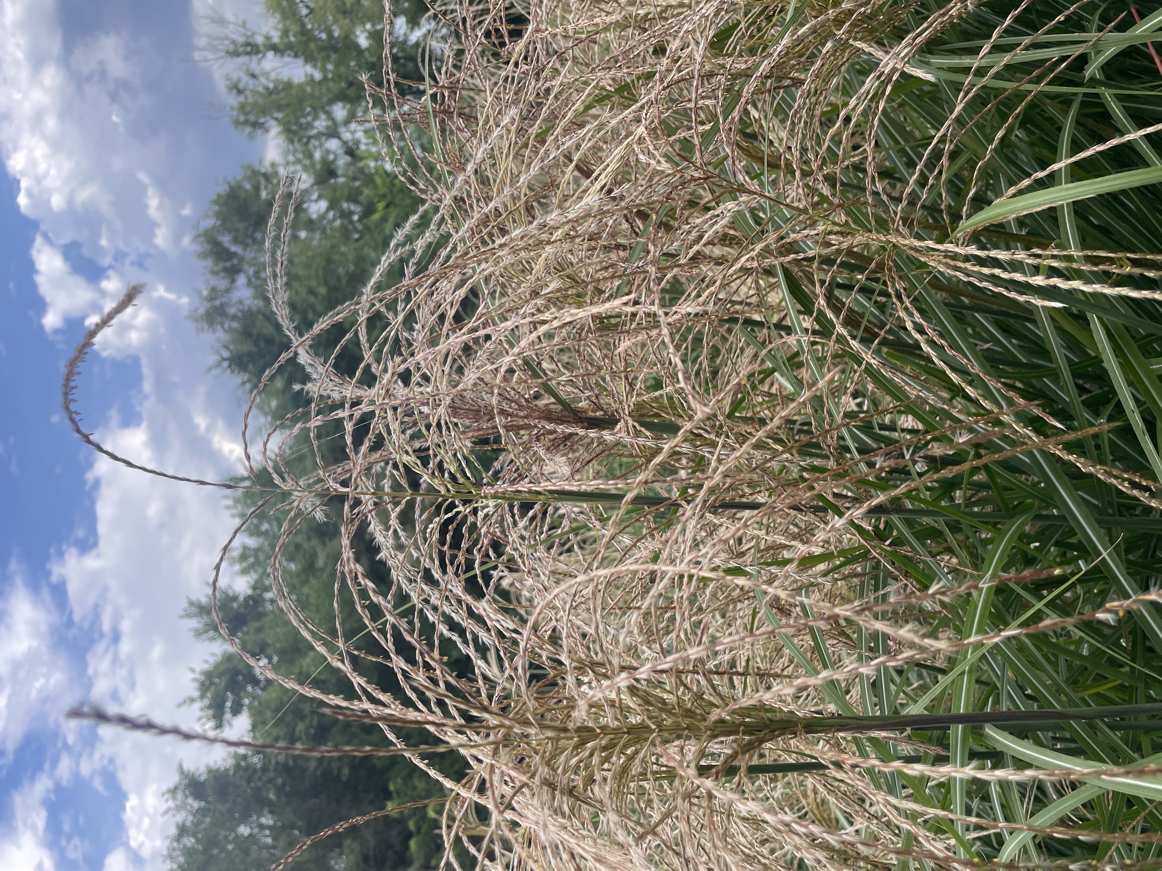 MISCANTHUS sinensis Huron Sunrise