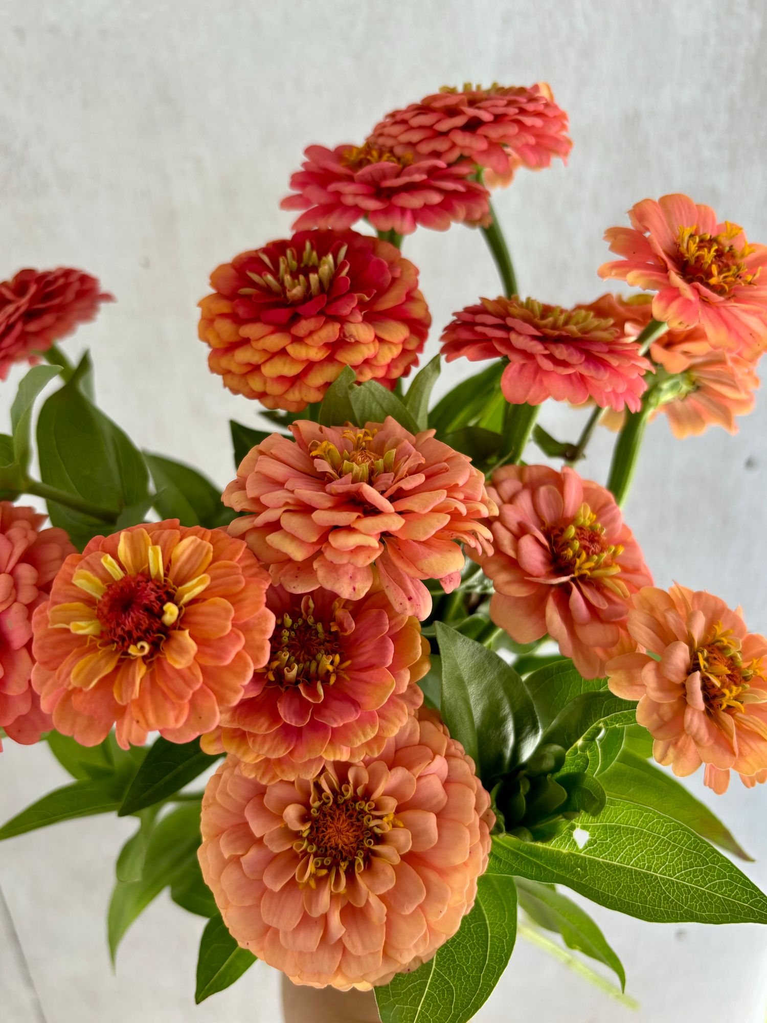 ZINNIA elegans Oklahoma Series