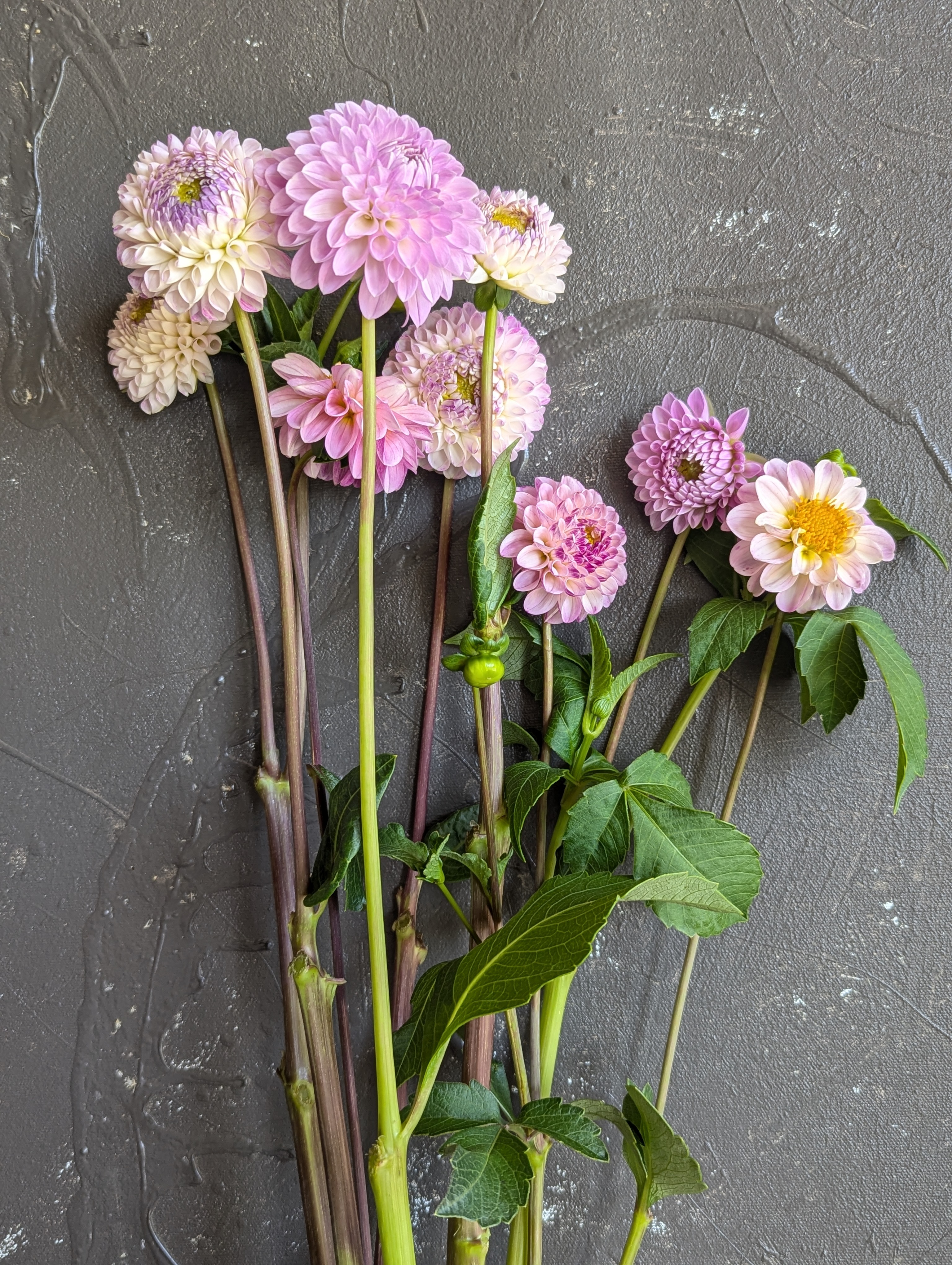 DAHLIA Decorative
