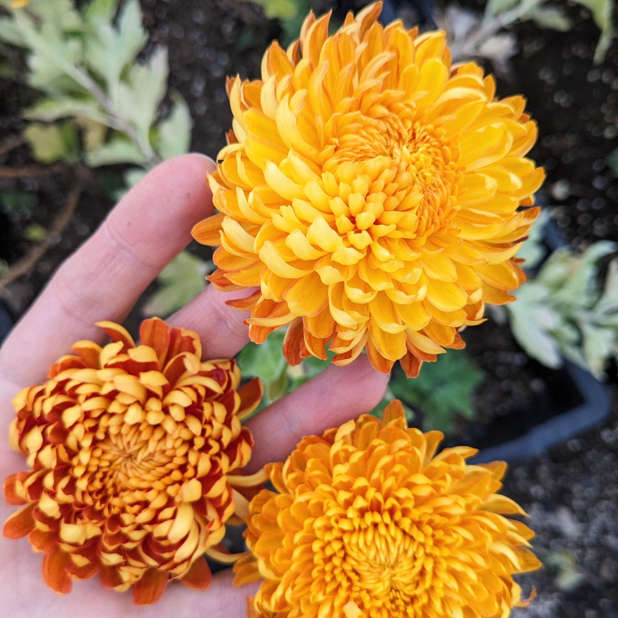 CHRYSANTHEMUM