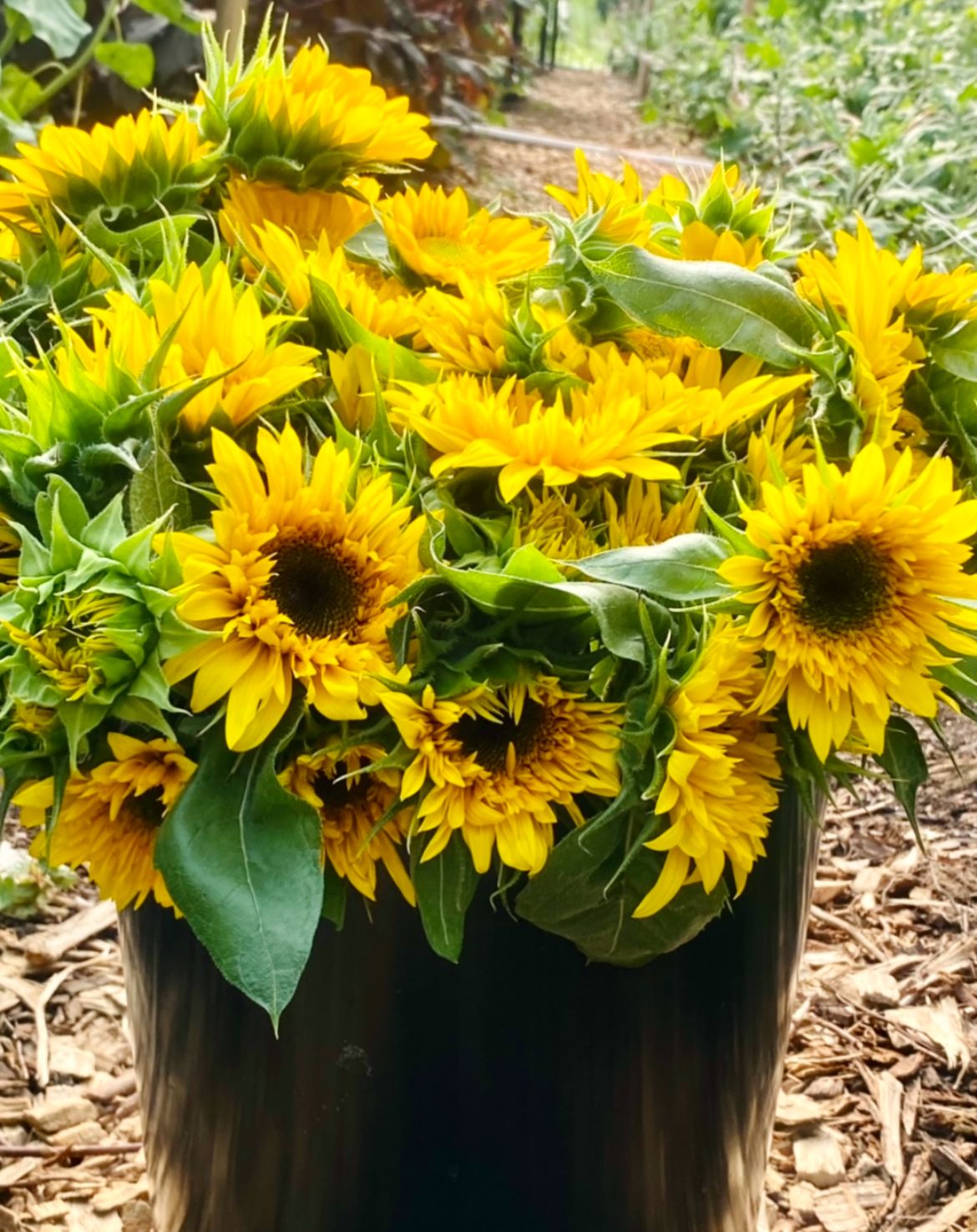 HELIANTHUS annuus Panache