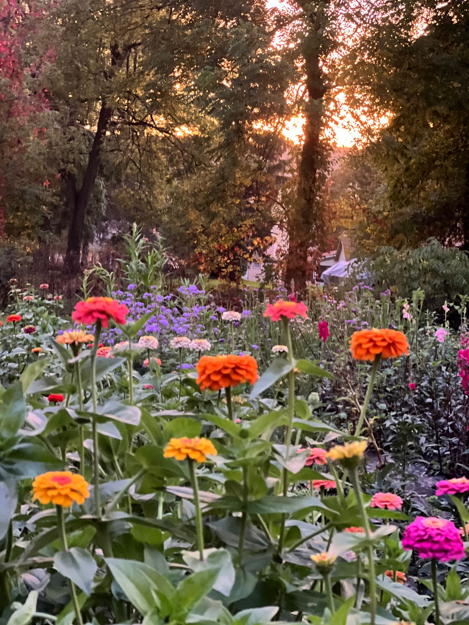 Zinnia Oklahoma series