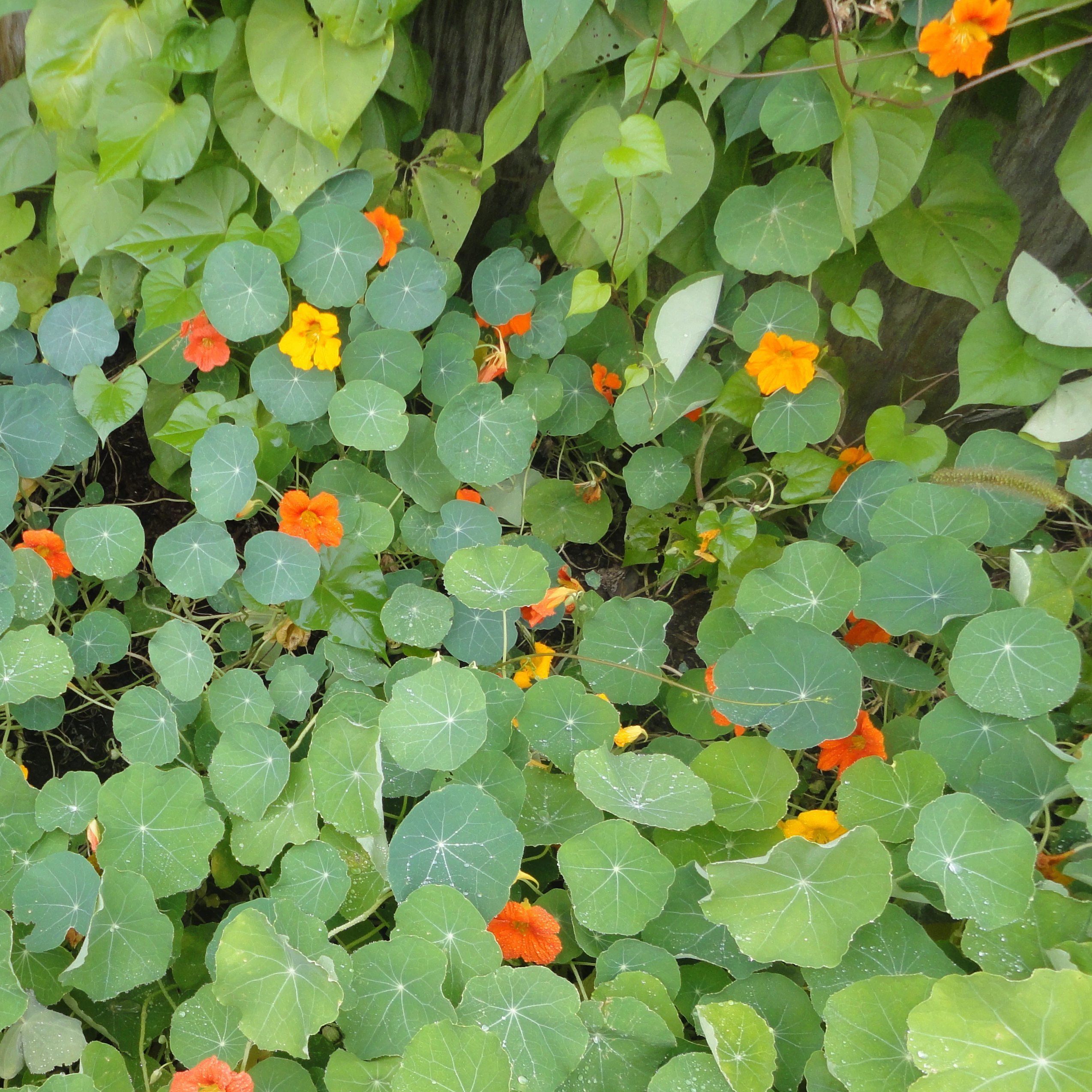 TROPAEOLUM majus Single Blend