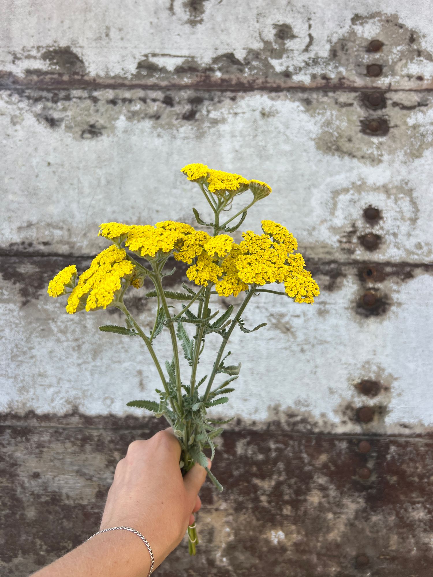 ACHILLEA clypeolata x 'Taygetea' Moonshine