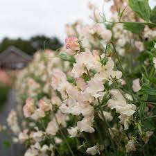 LATHYRUS odoratus