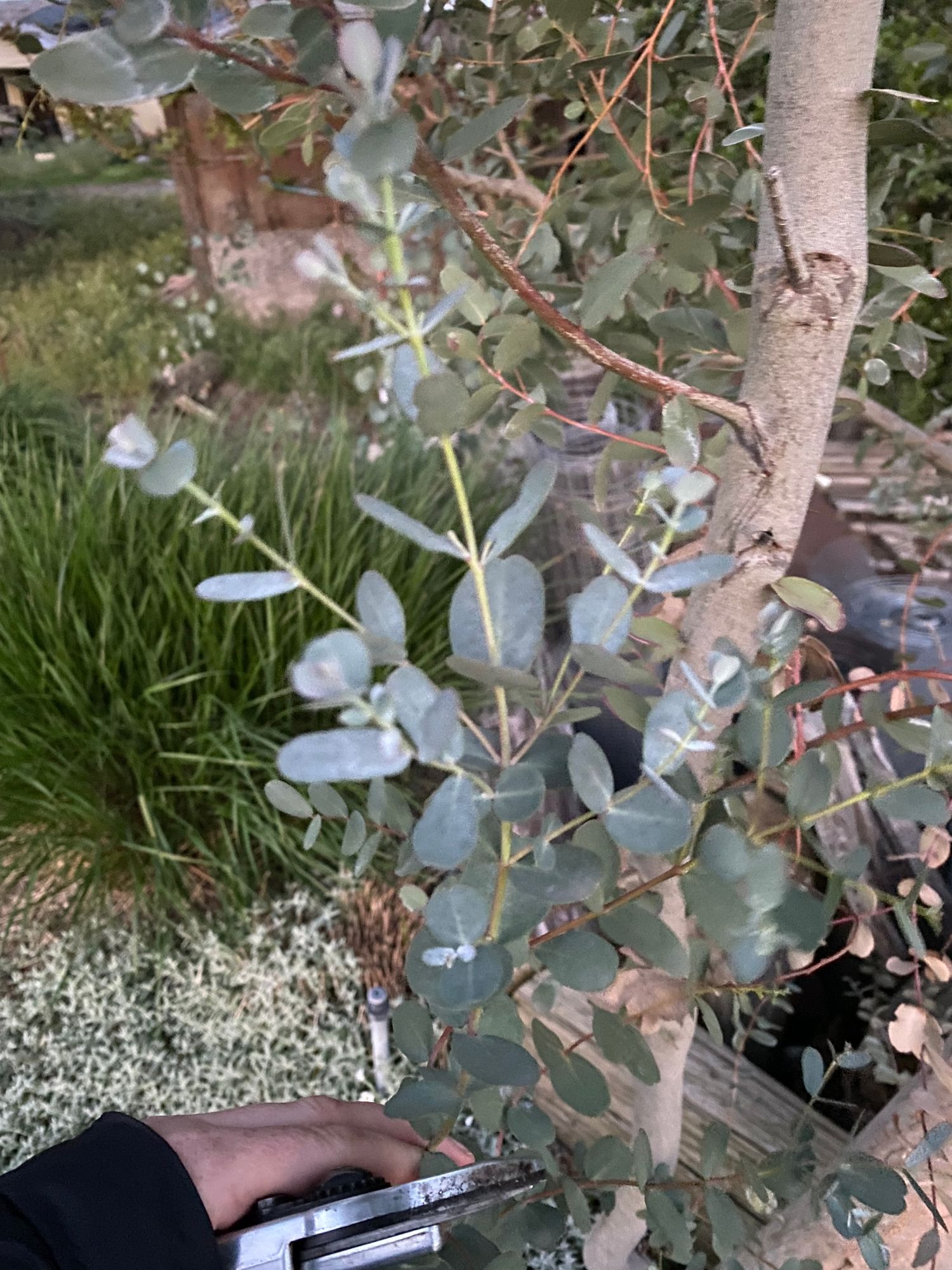 EUCALYPTUS gunnii