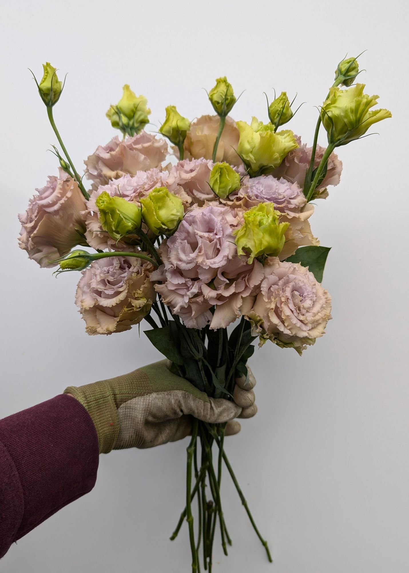 EUSTOMA grandiflorum Blue Chateau