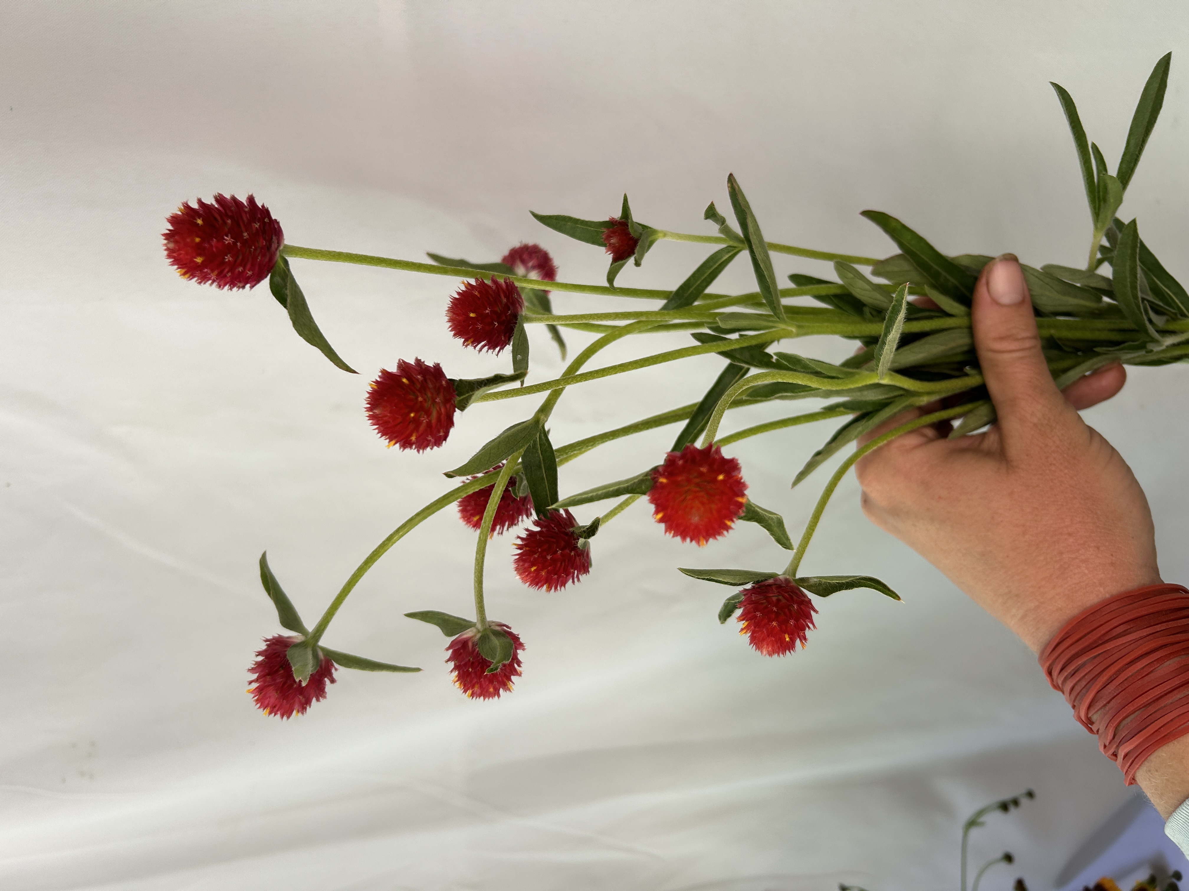 GOMPHRENA haageana Strawberry Fields