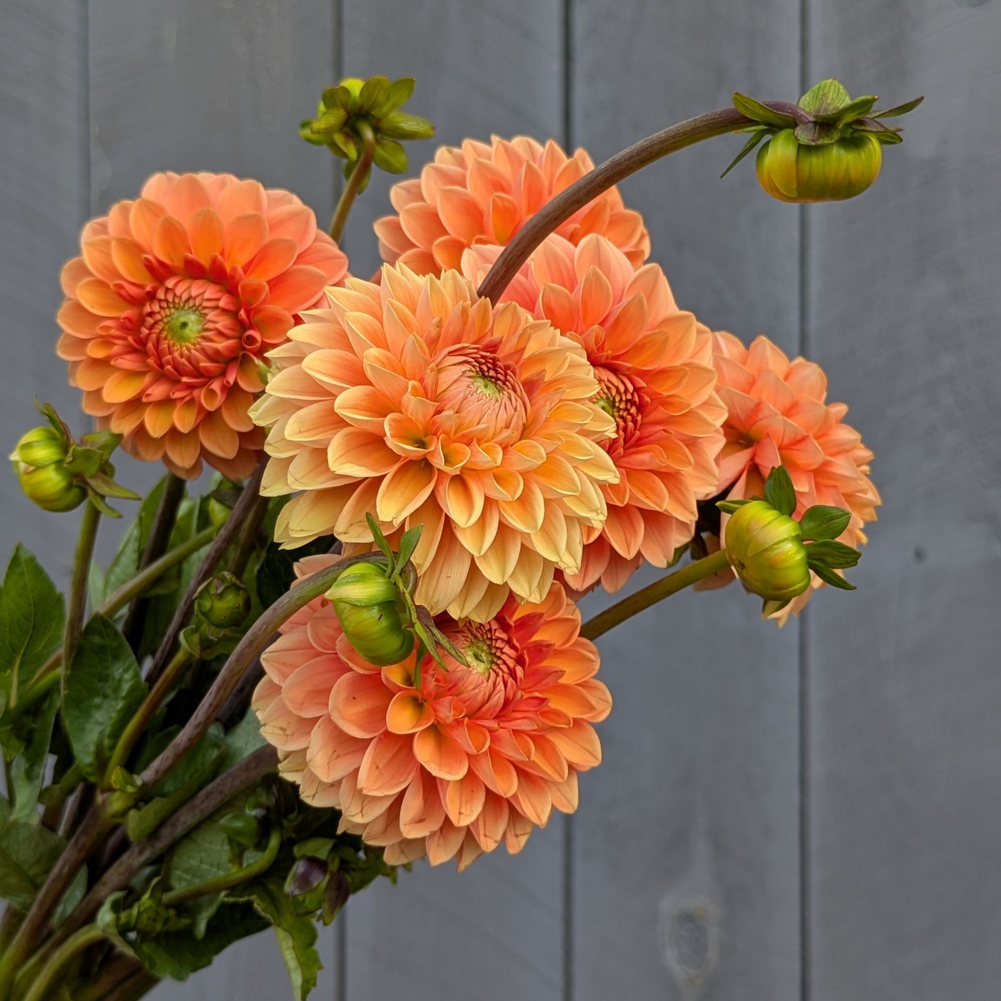 DAHLIA Maarn