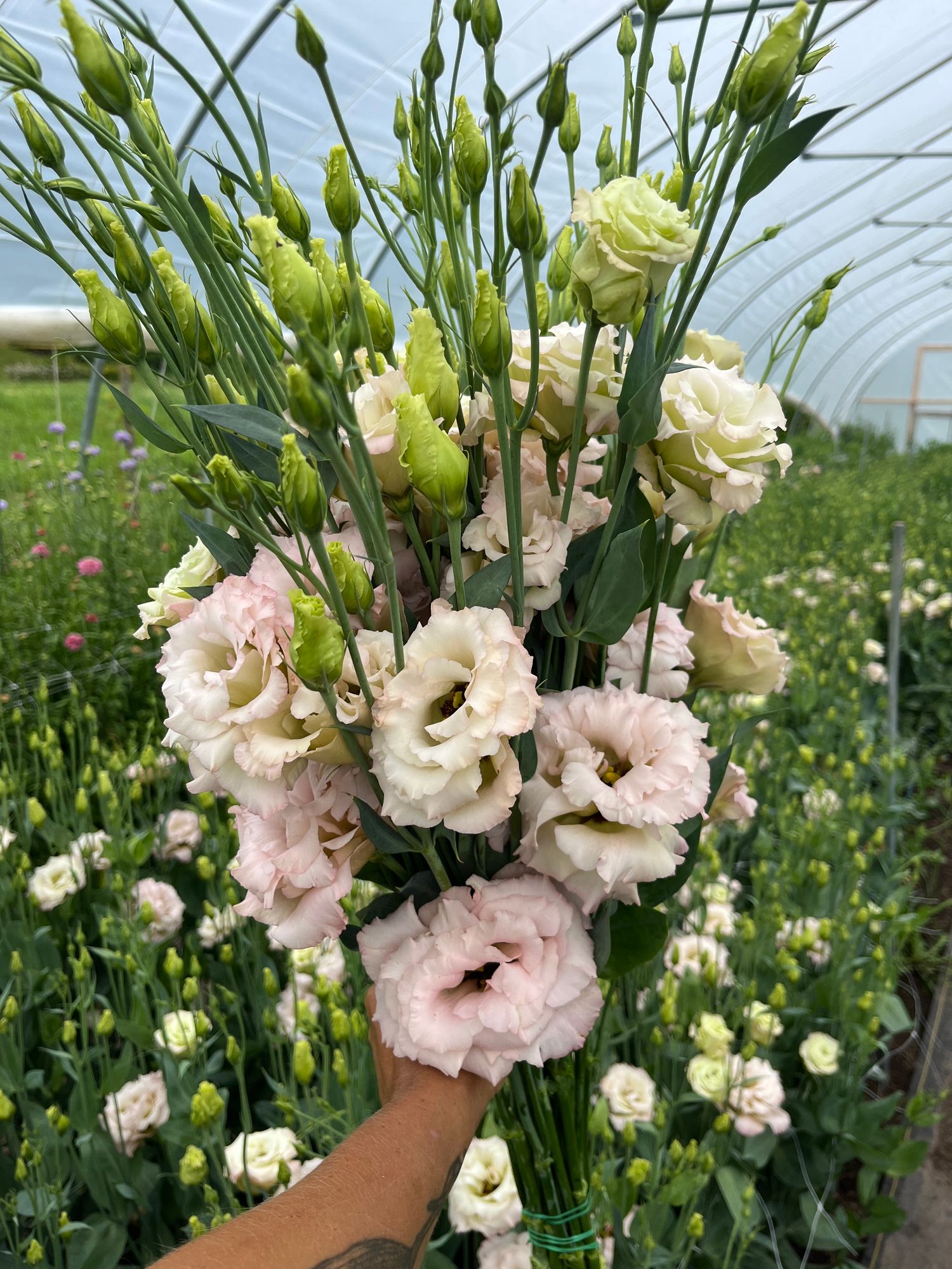 EUSTOMA grandiflorum Celeb Beige Neo