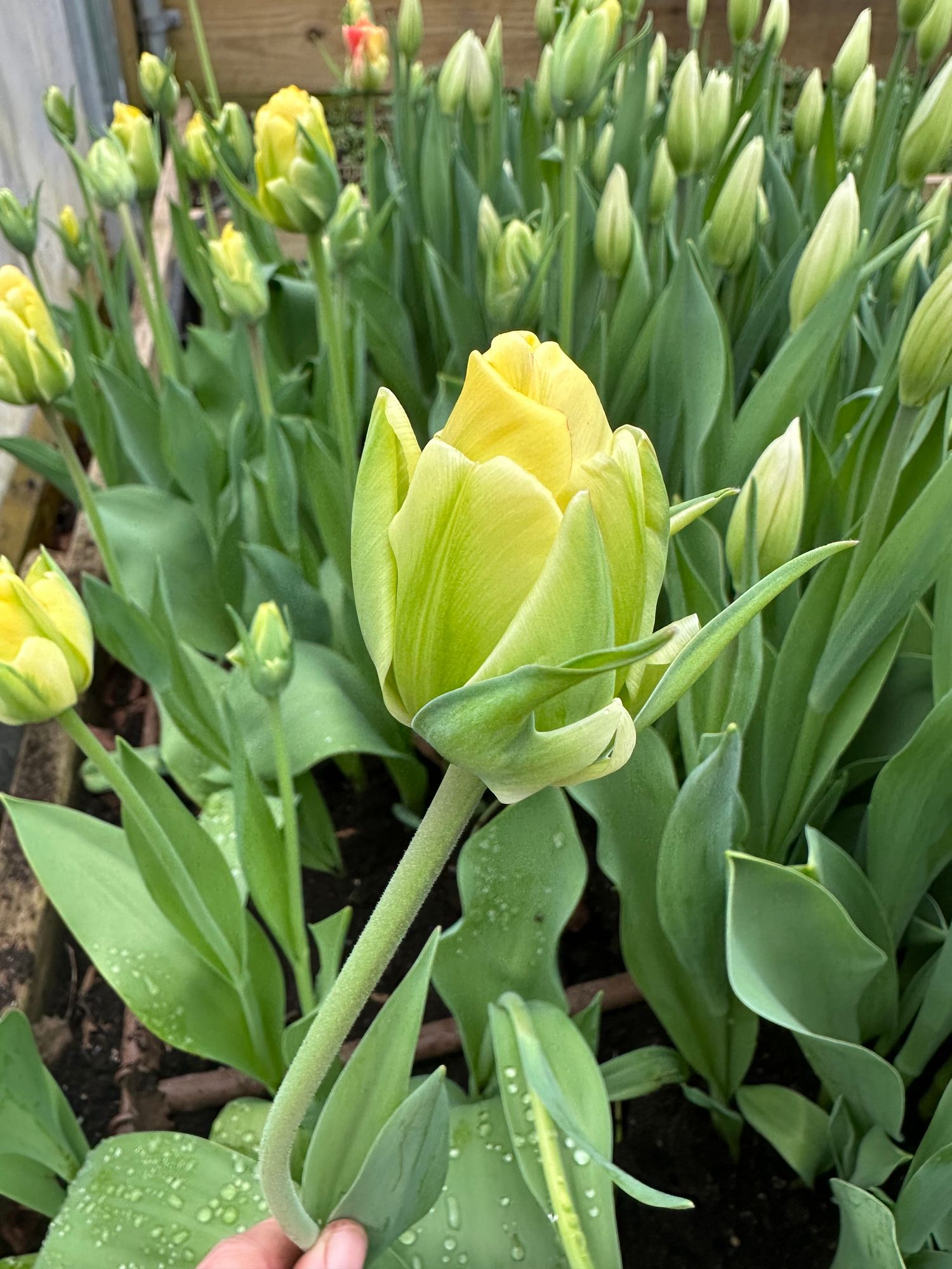 TULIPA