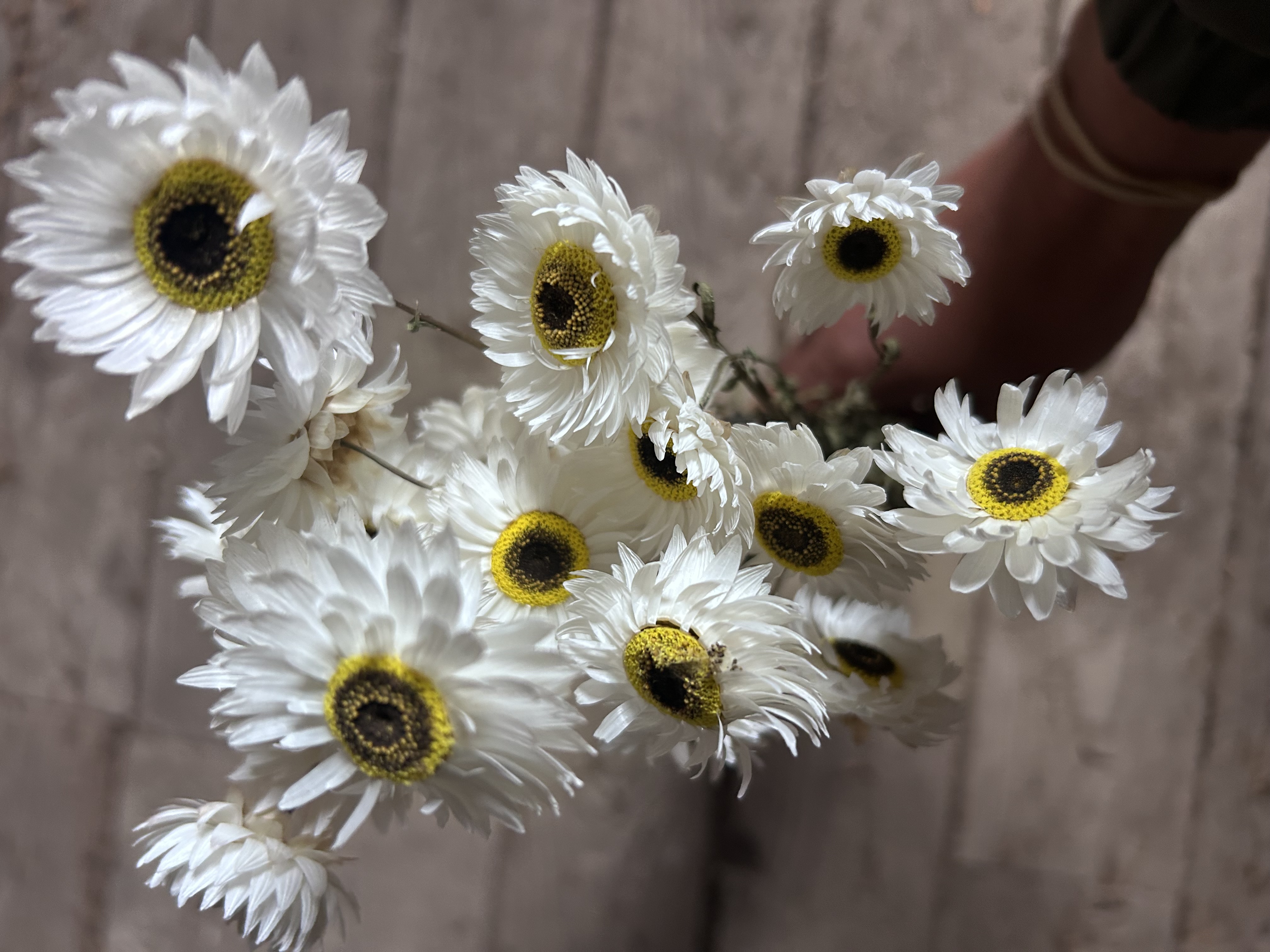 RHODANTHE chlorocephala Pierrot
