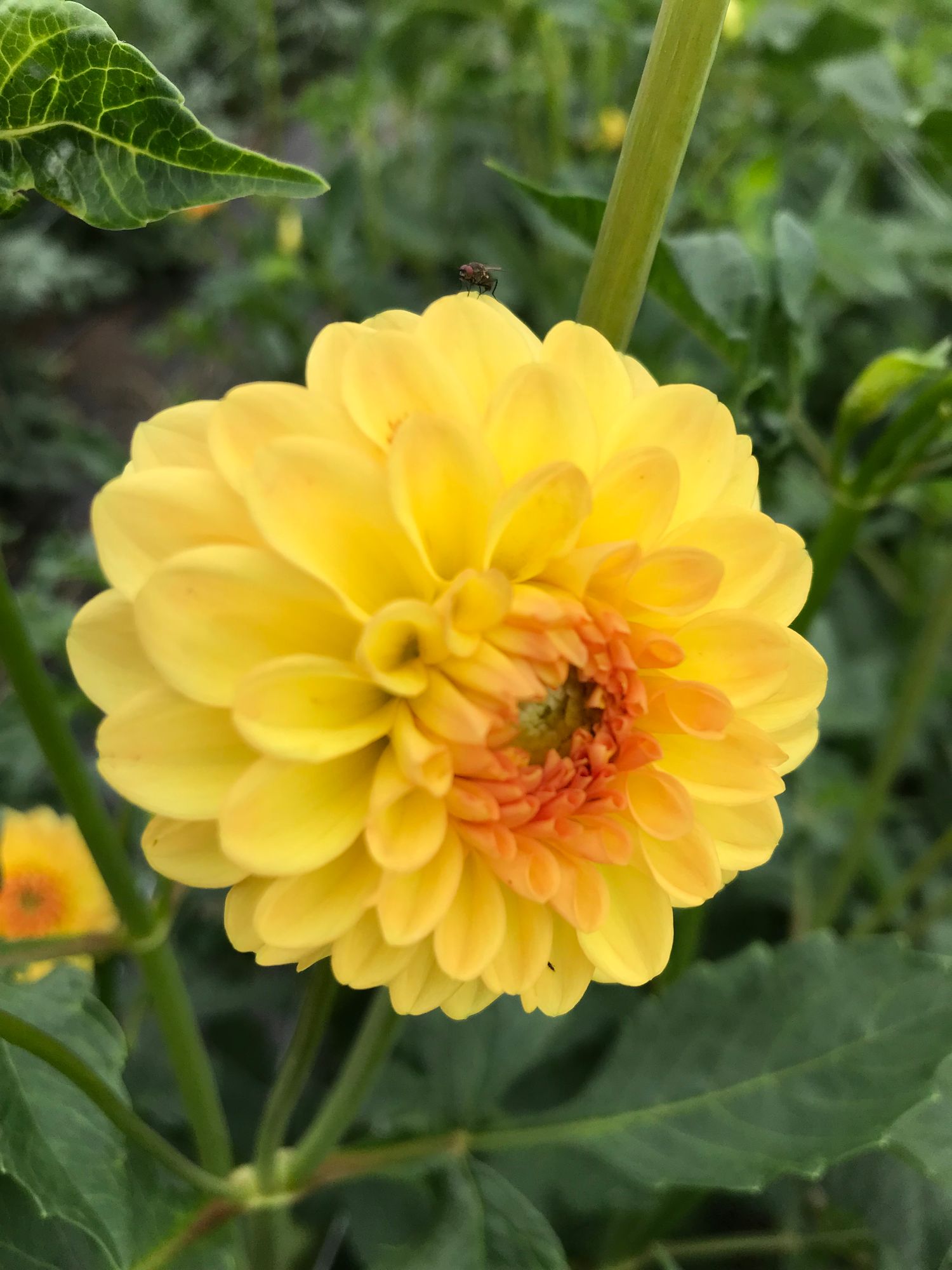 DAHLIA Golden Scepter