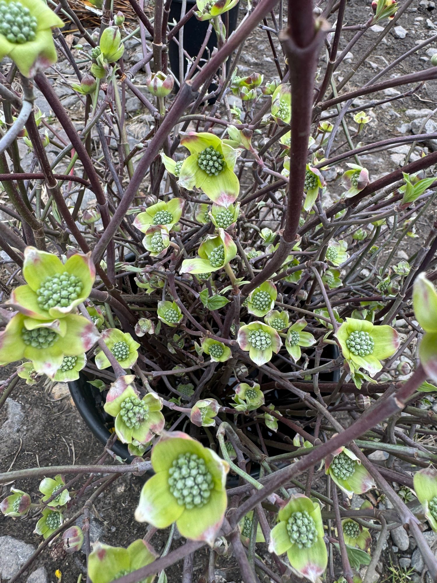 CORNUS florida