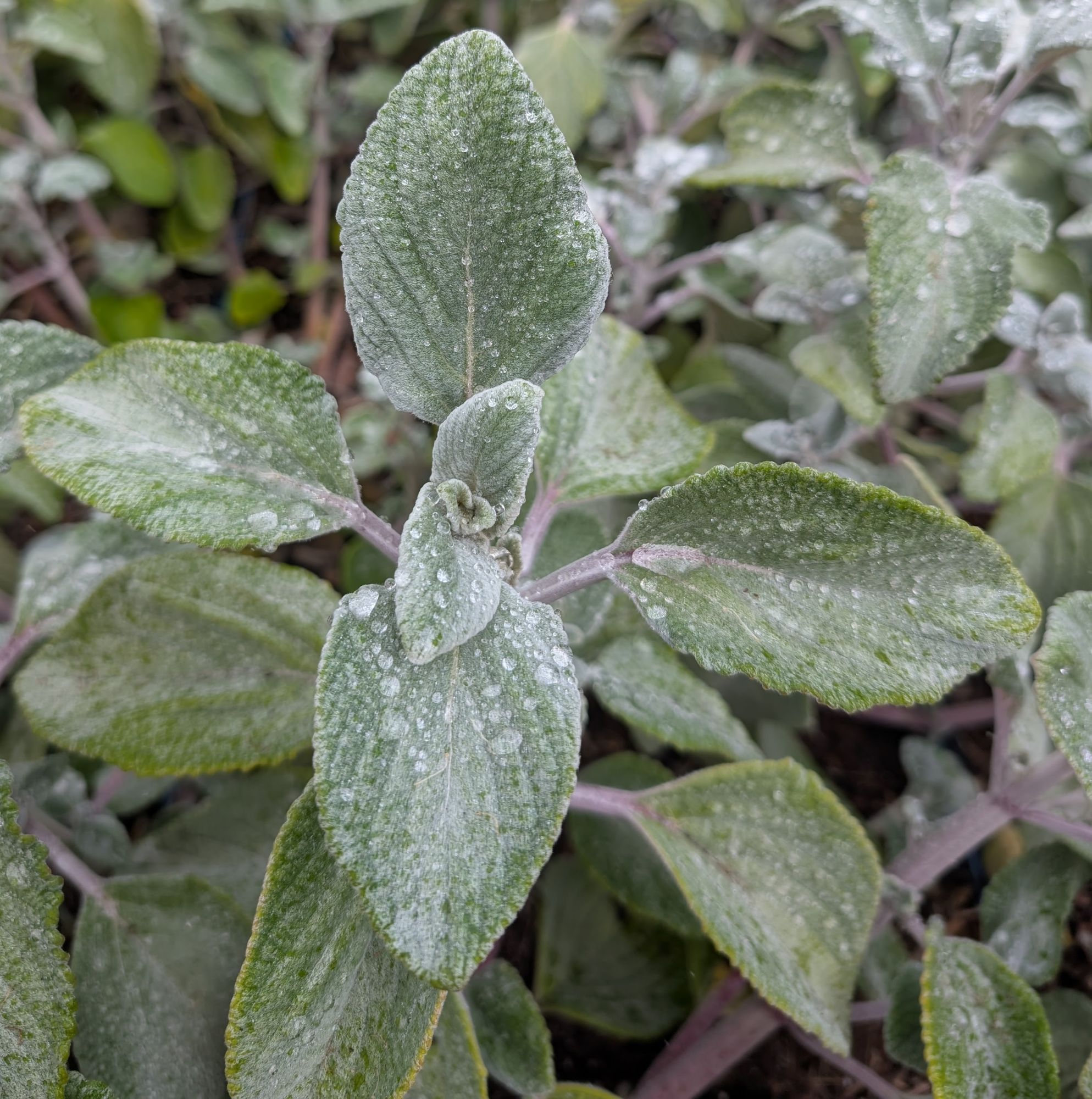 PLECTRANTHUS argentatus