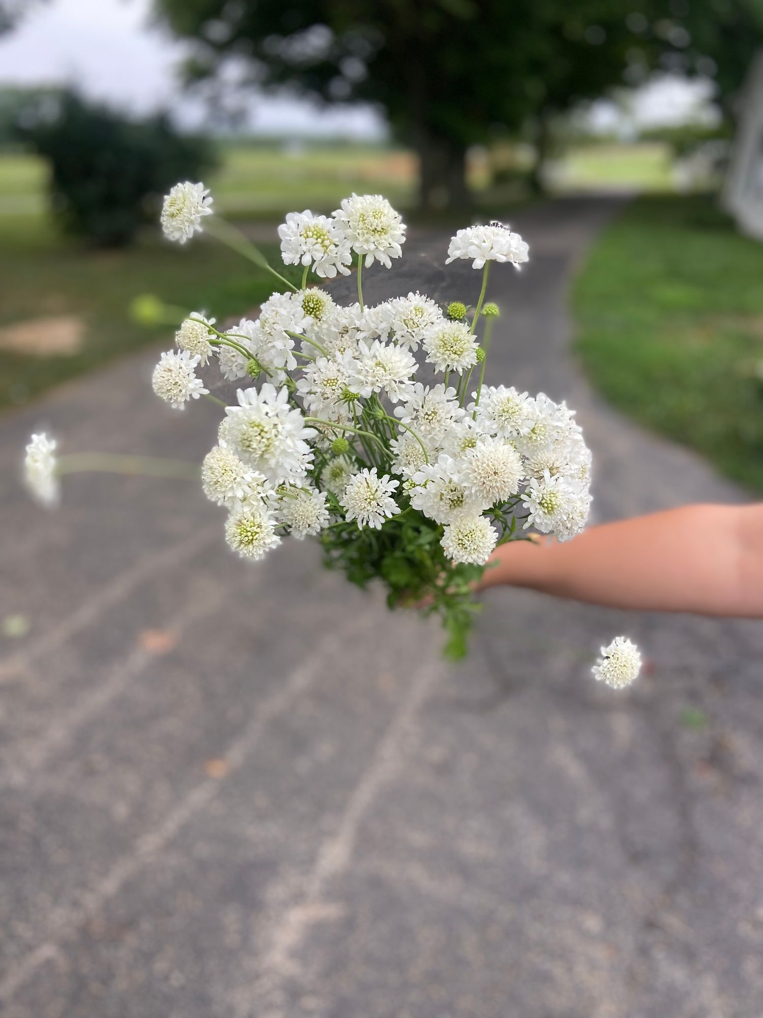 SCABIOSA atropurpurea x caucasica Focal Scoop White