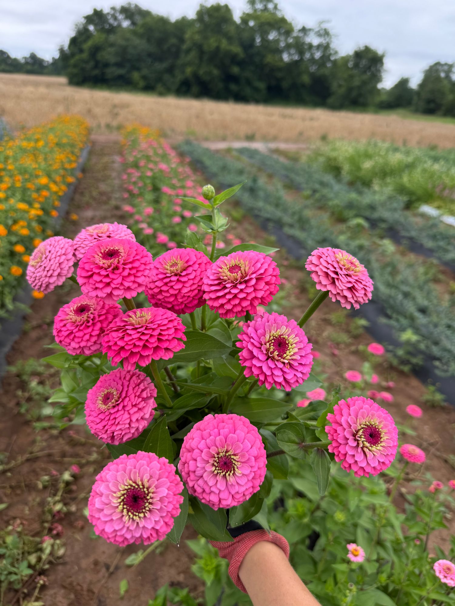 ZINNIA elegans Oklahoma Carmine Rose