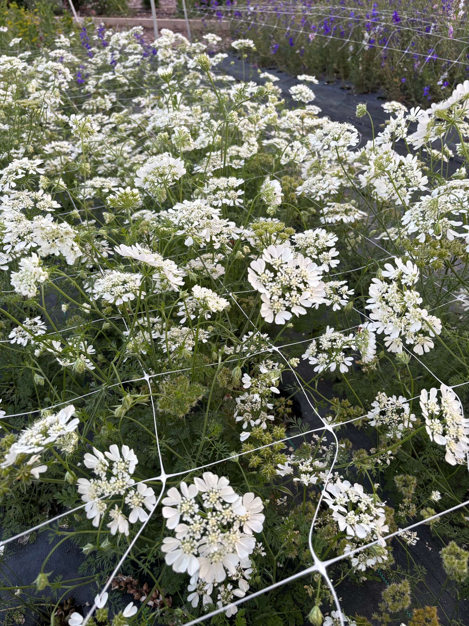 ORLAYA grandiflora