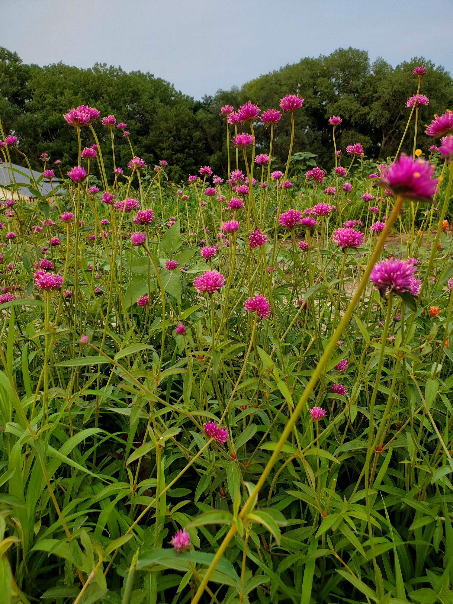 GOMPHRENA globosa Firework