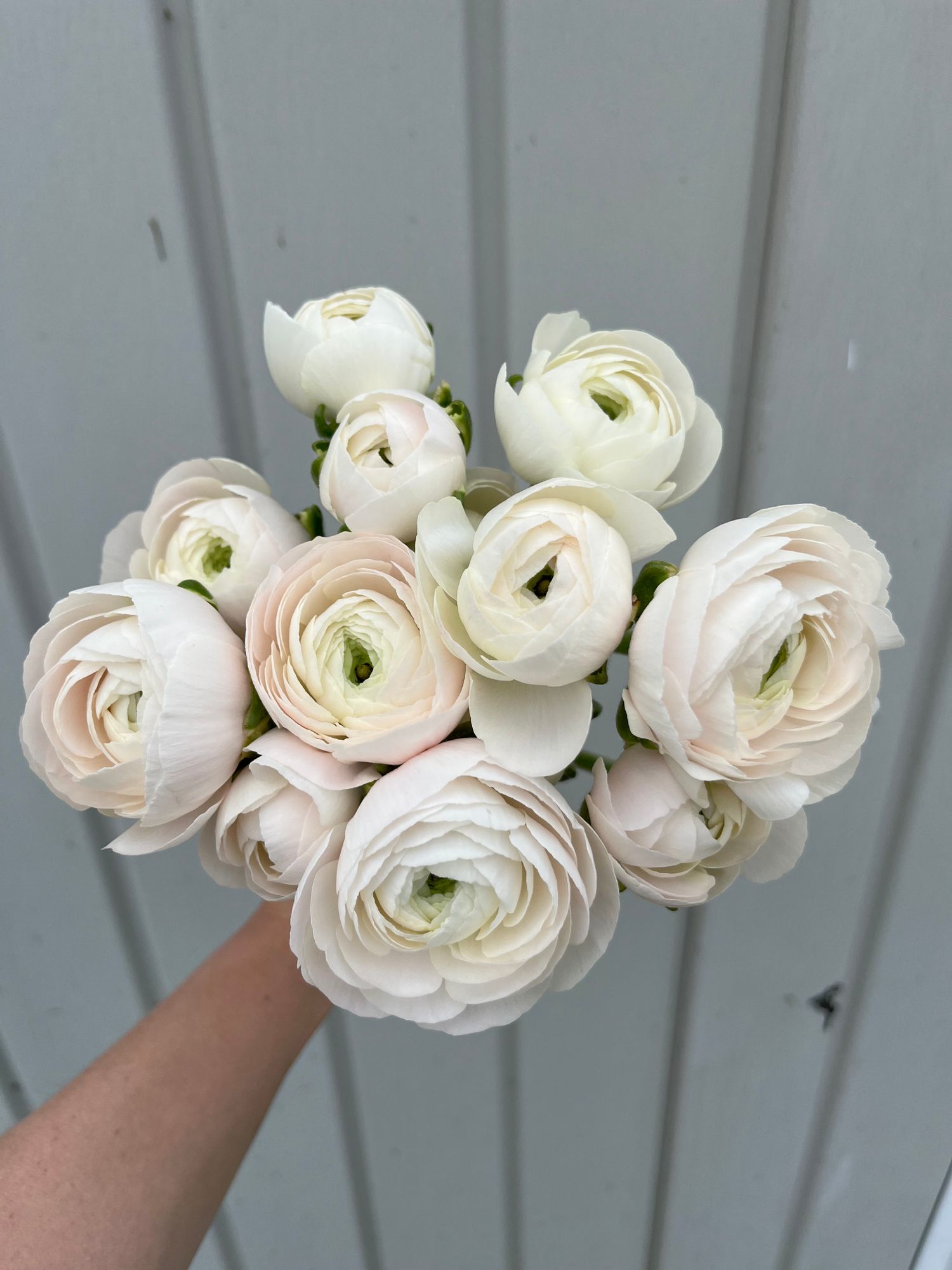 RANUNCULUS Cloni Success Hanoi