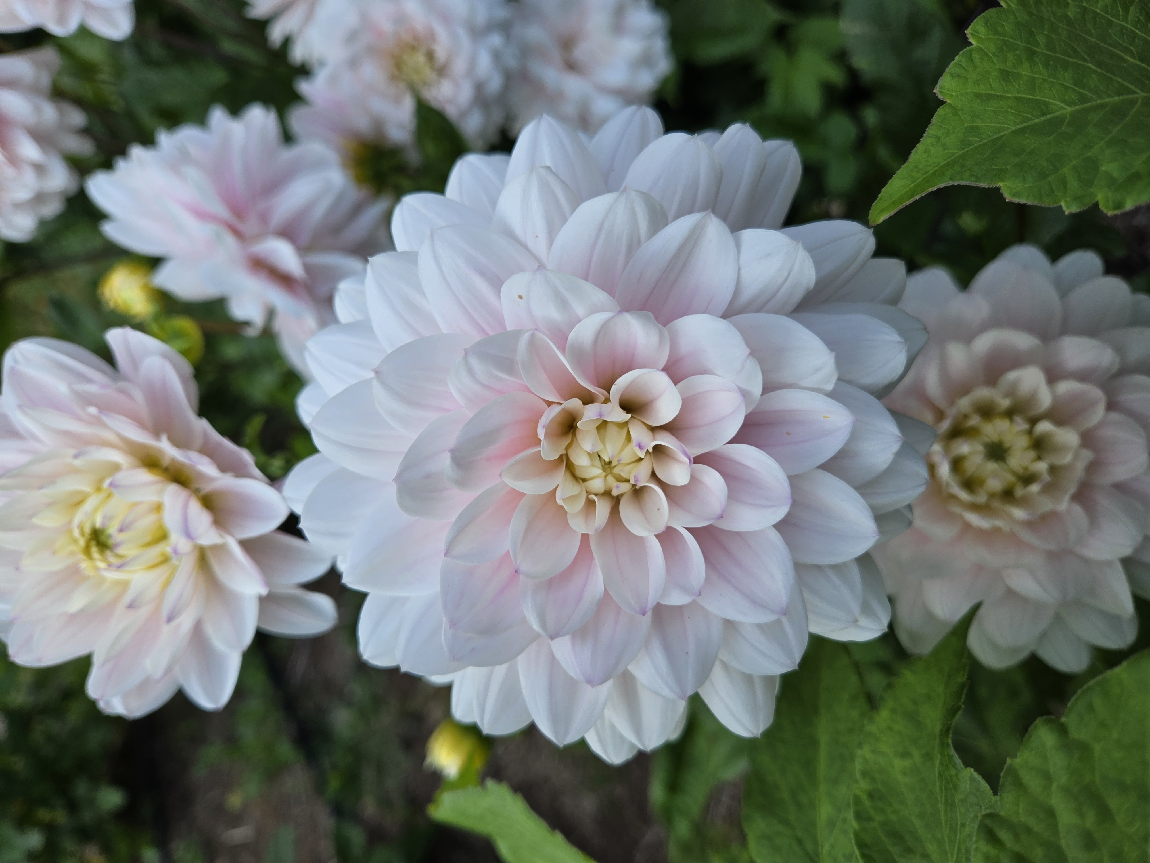 DAHLIA Silver Years