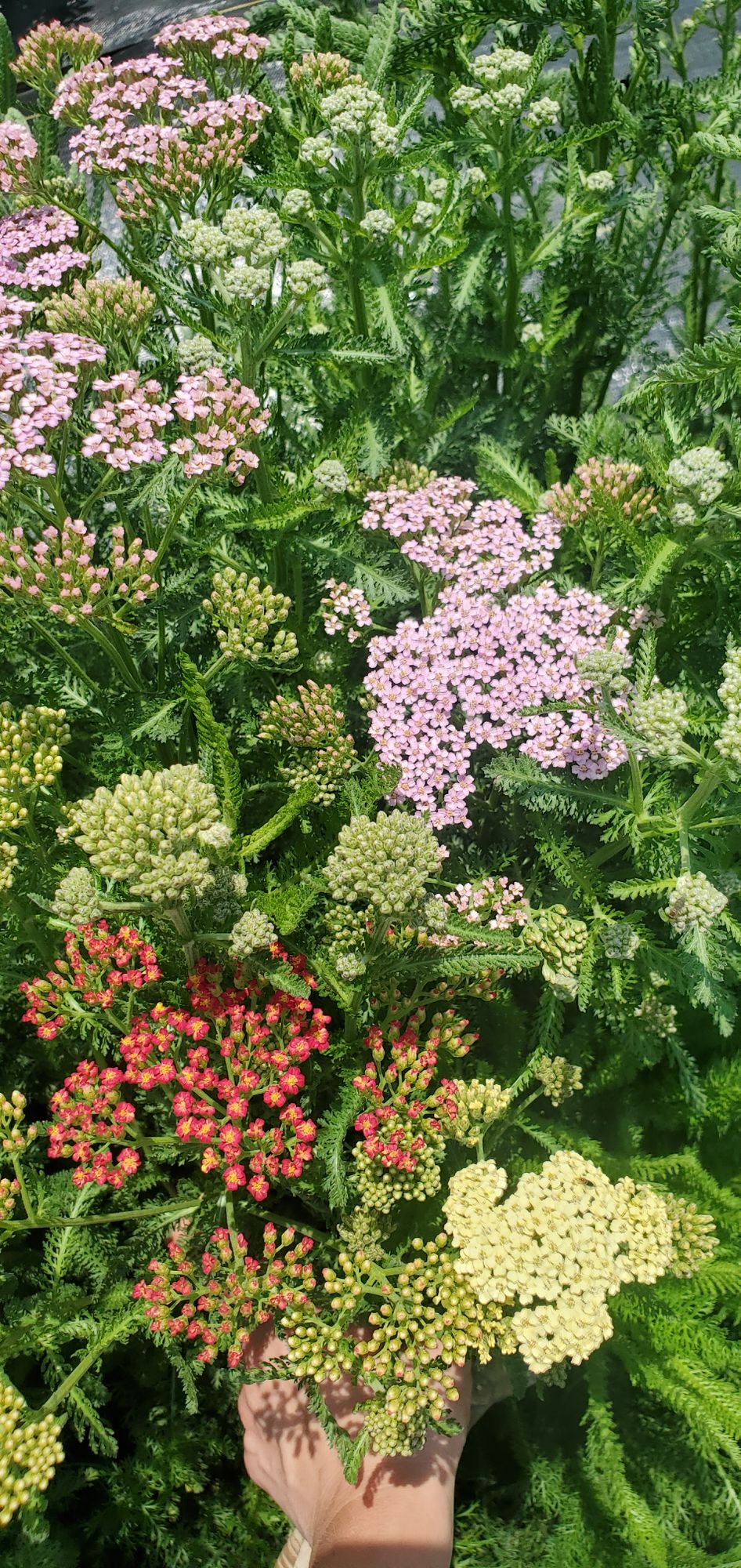 ACHILLEA millefolium Colorado