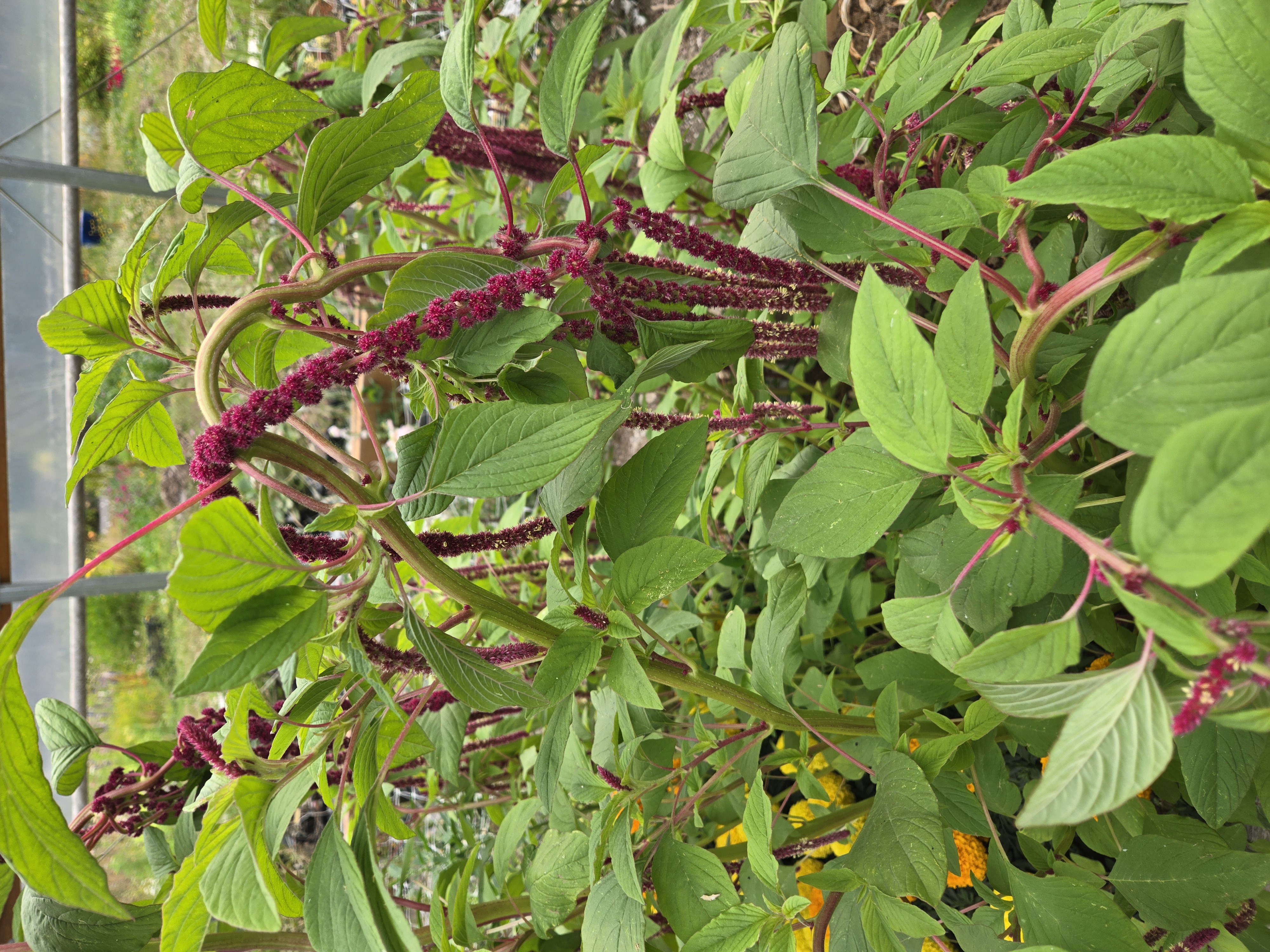 AMARANTHUS caudatus Love-Lies-Bleeding