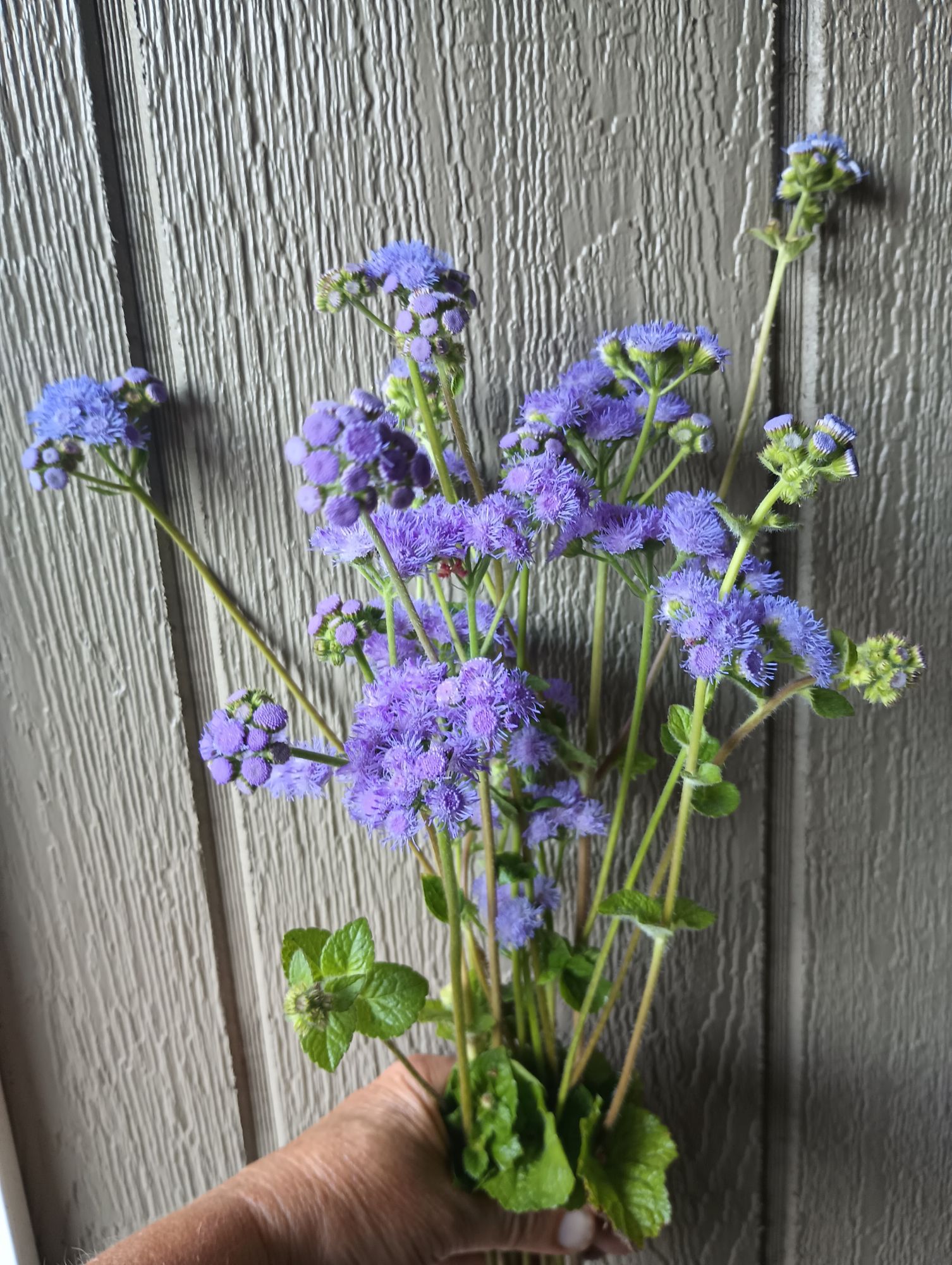 AGERATUM houstonianum Blue Horizon