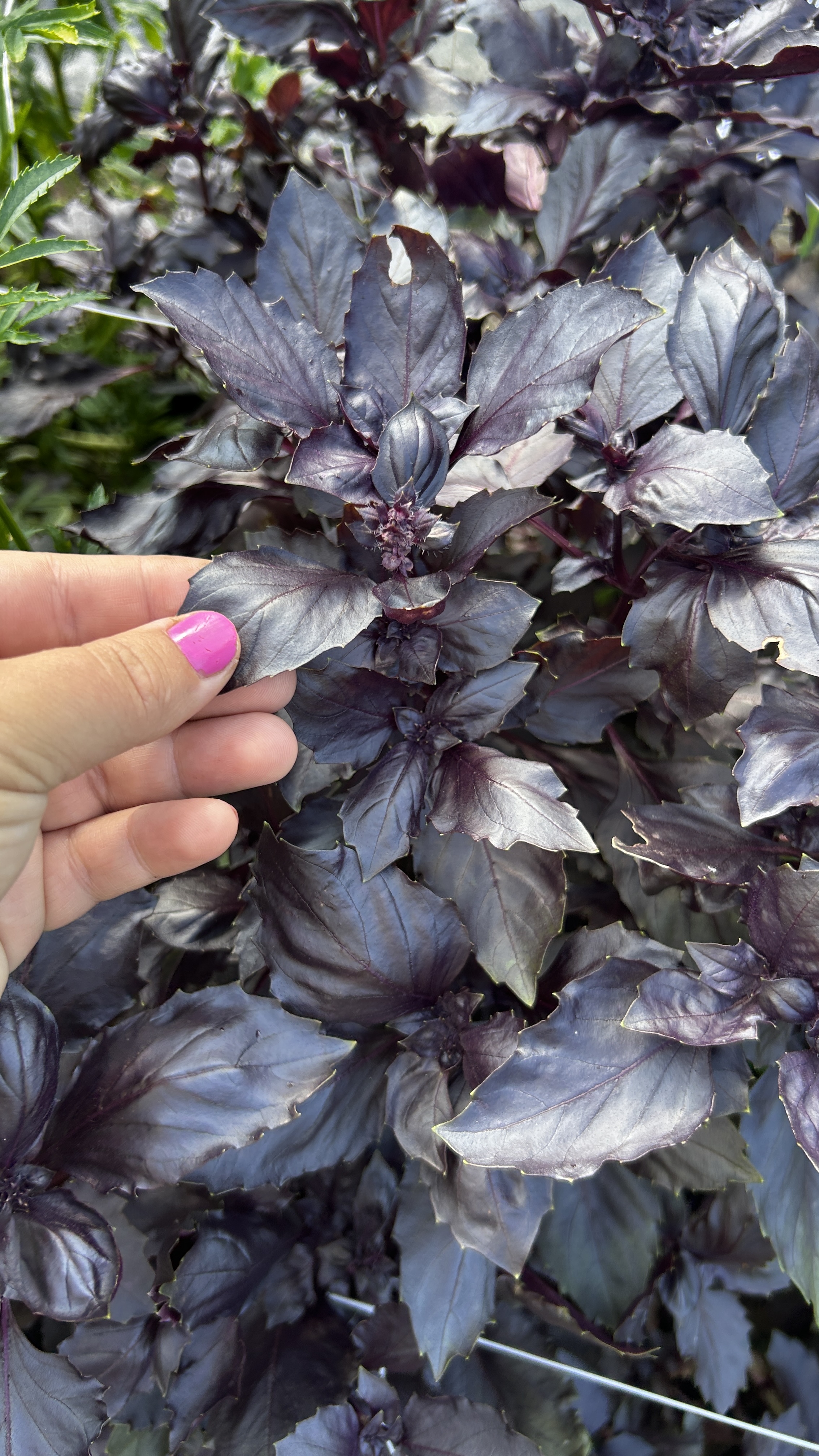 OCIMUM basilicum Dark Opal