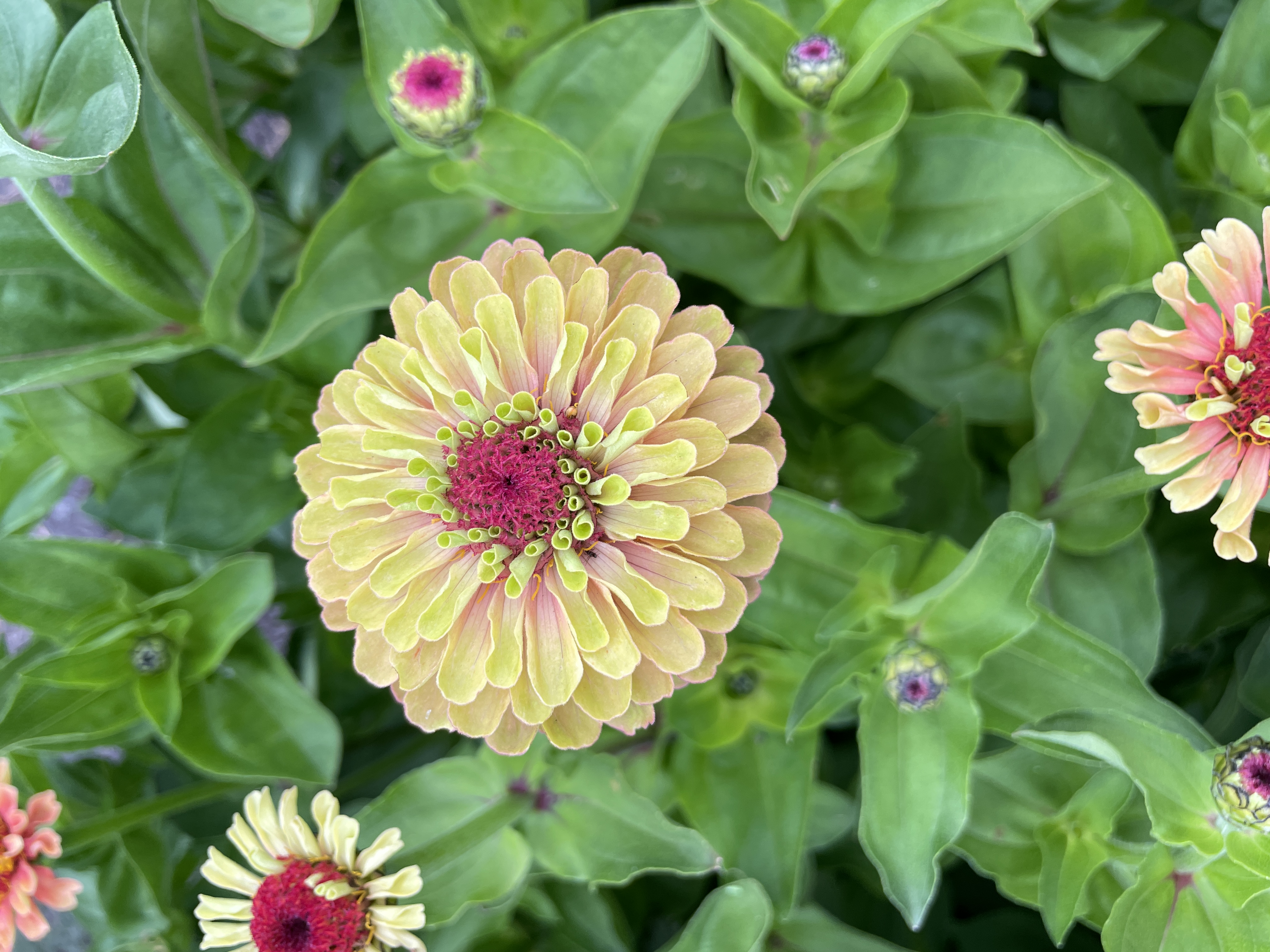 ZINNIA elegans Queeny Lime Orange