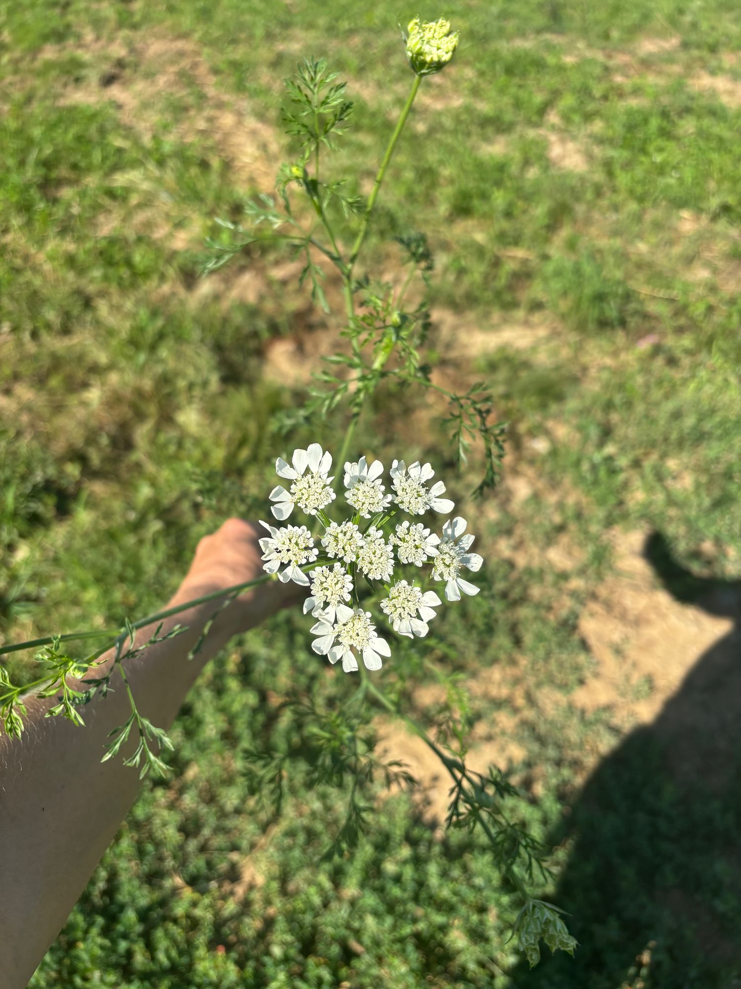 ORLAYA grandiflora
