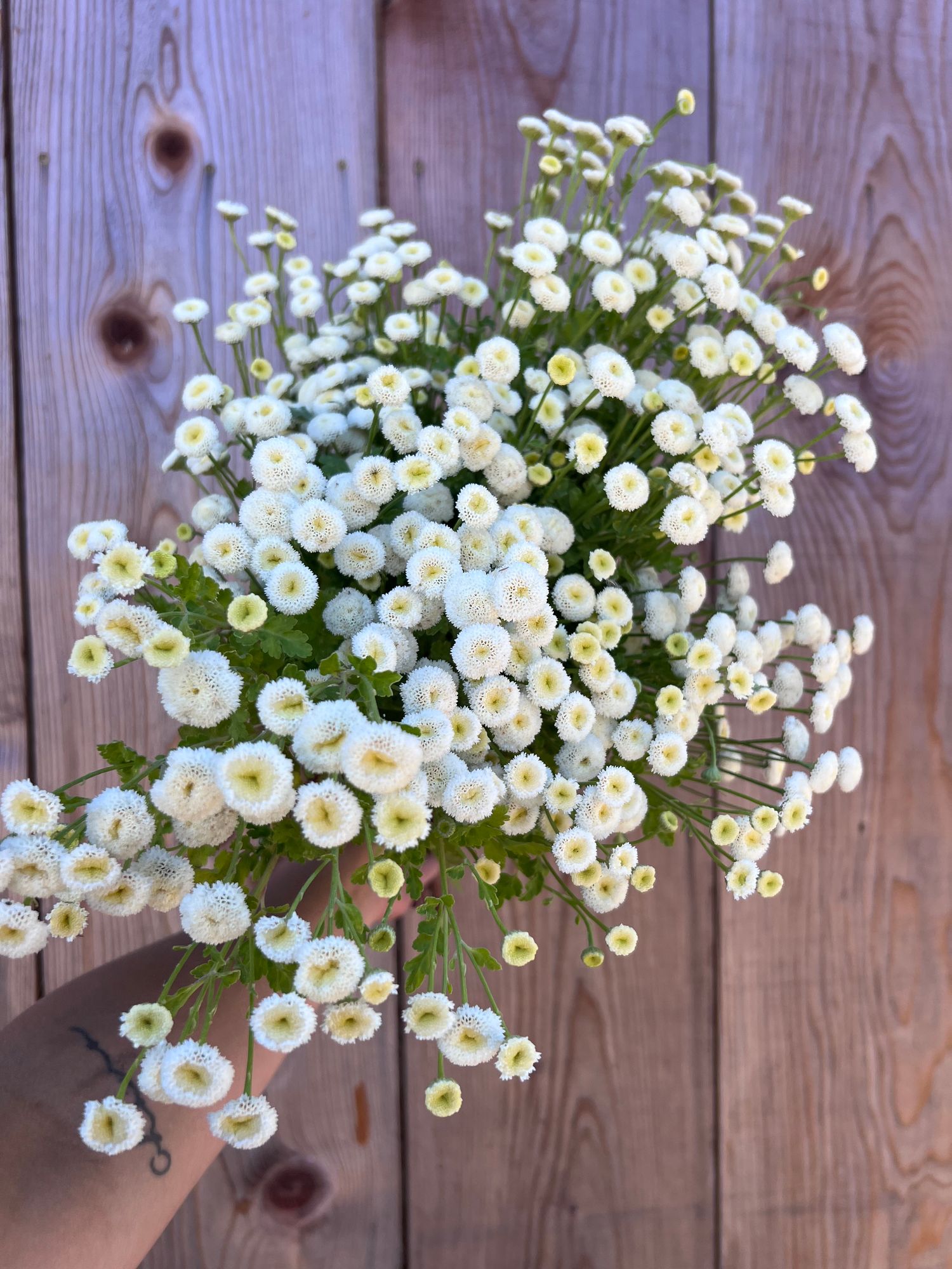 TANACETUM parthenium Snowball