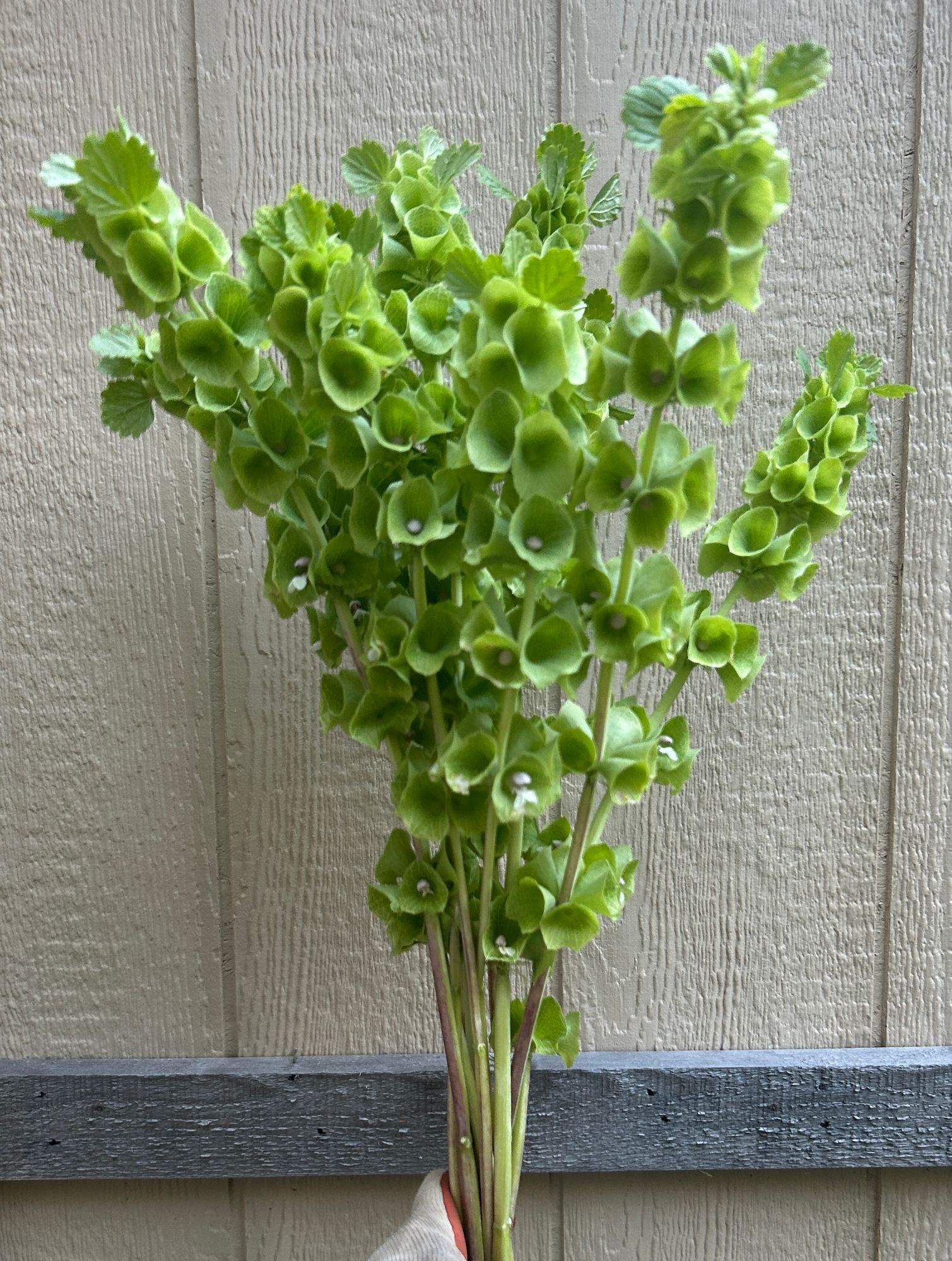 MOLUCCELLA laevis