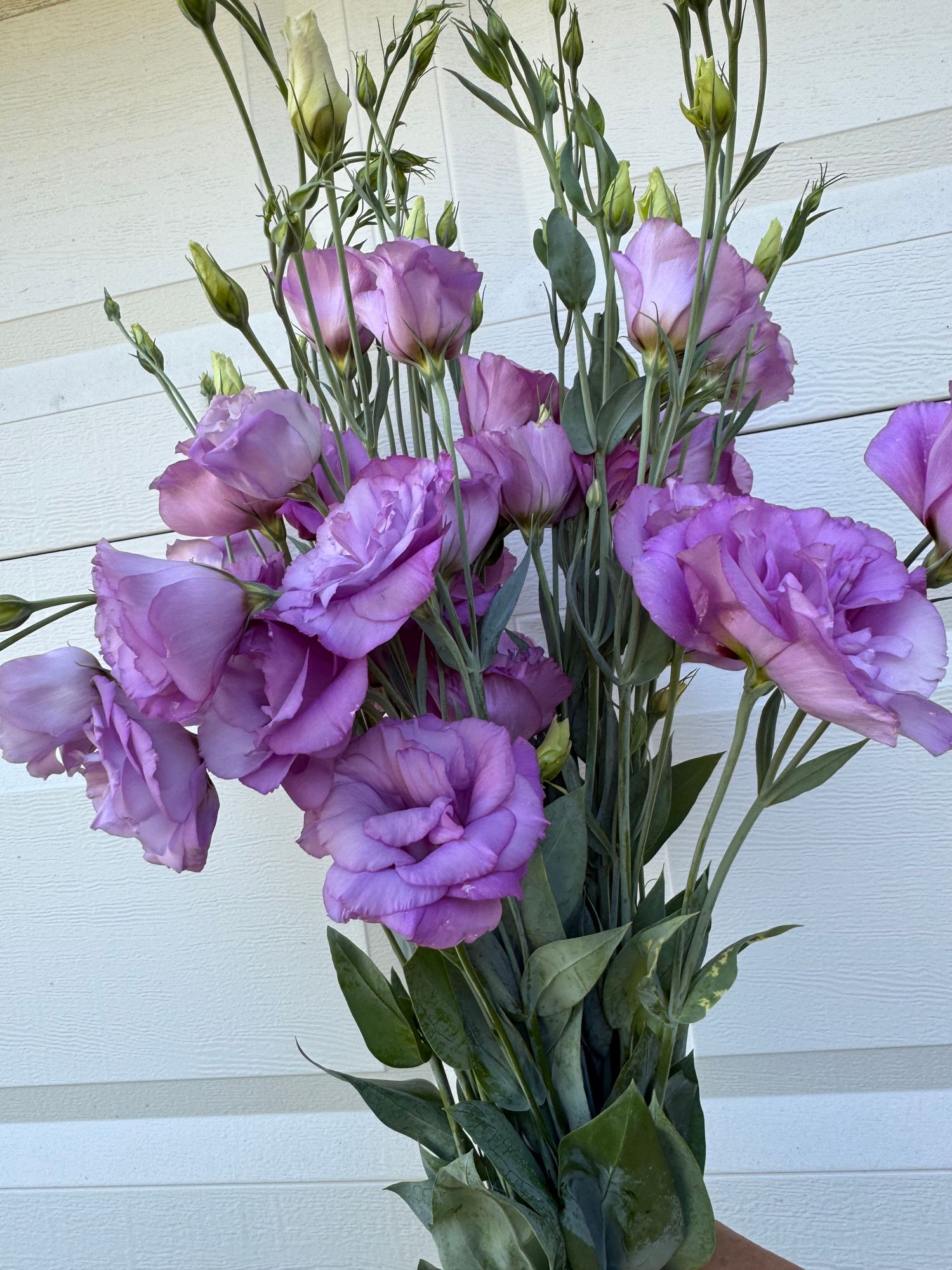 EUSTOMA grandiflorum ABC 2