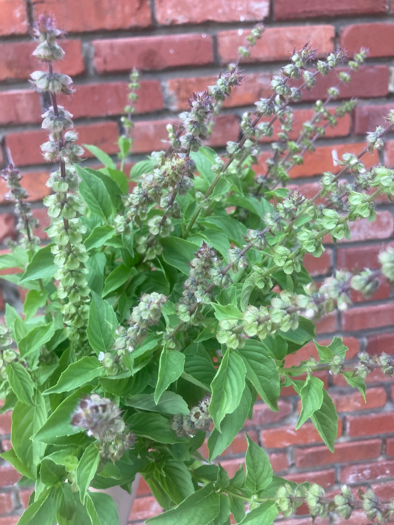 OCIMUM americanum Lemonette