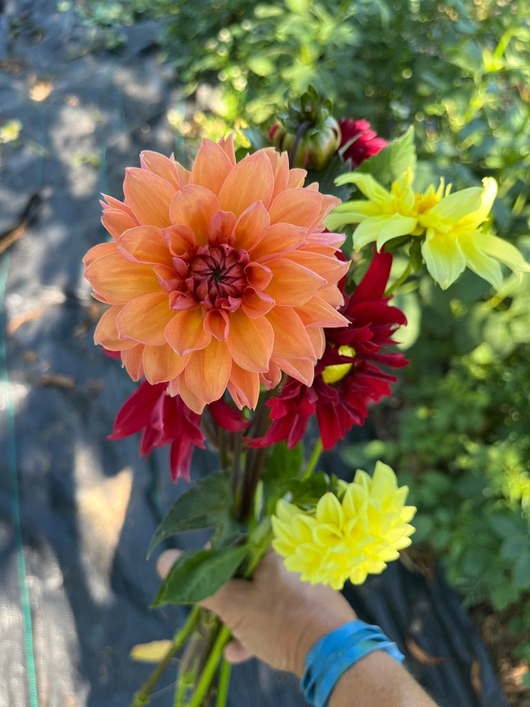 DAHLIA