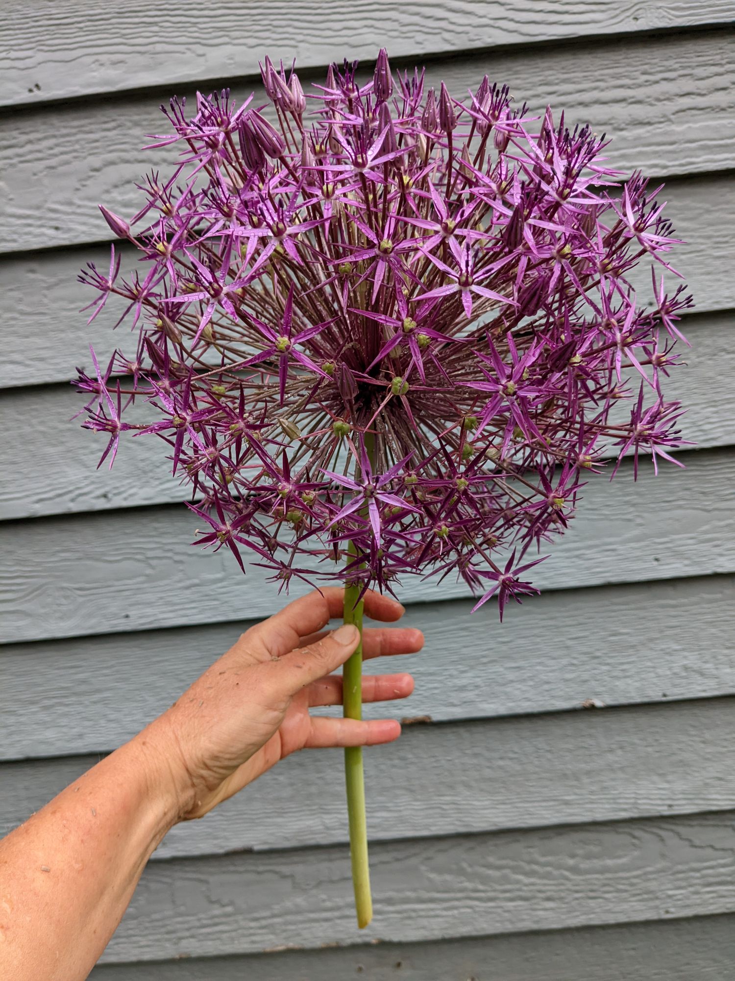ALLIUM christophii