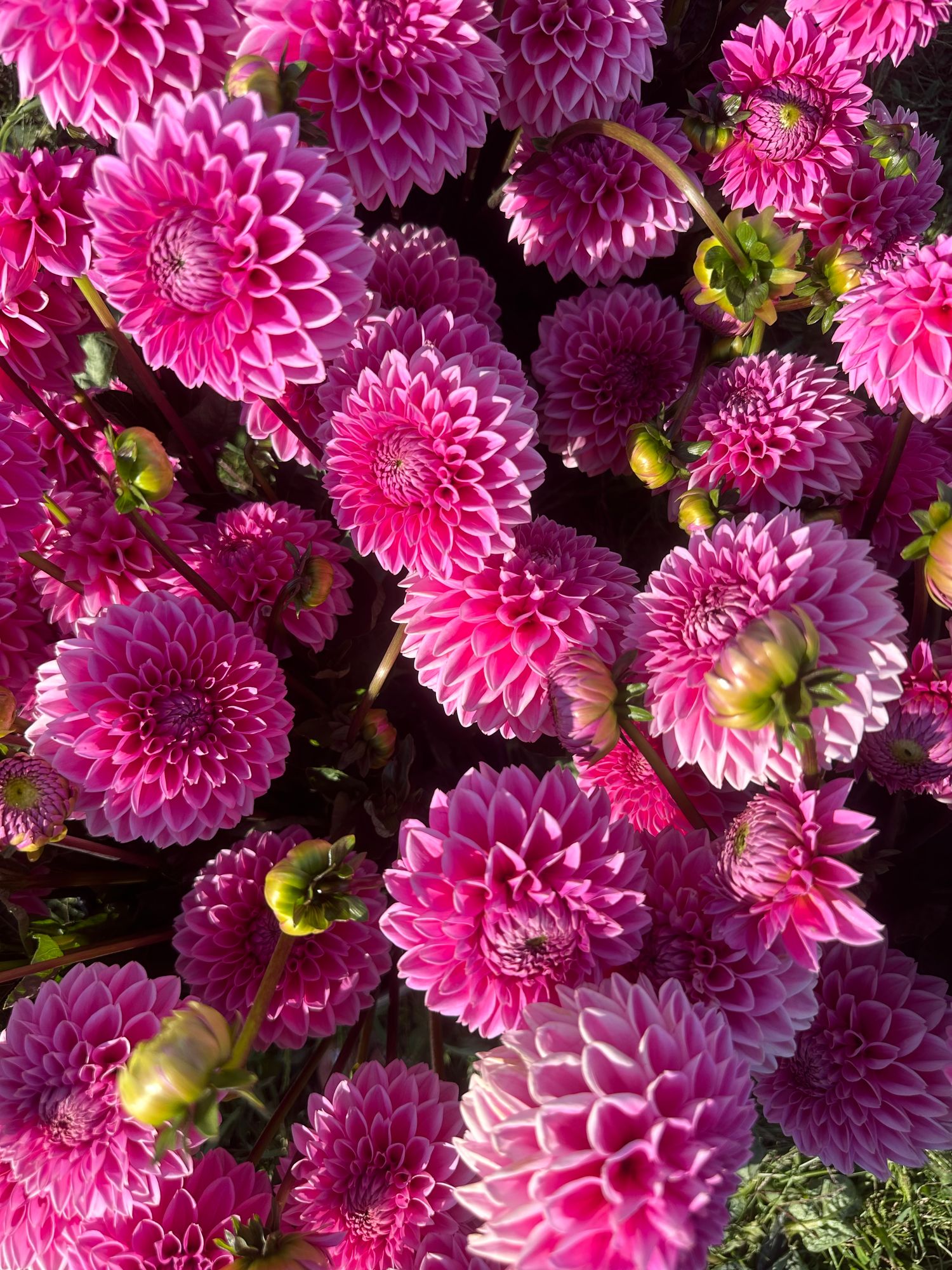 DAHLIA Pink Sylvia