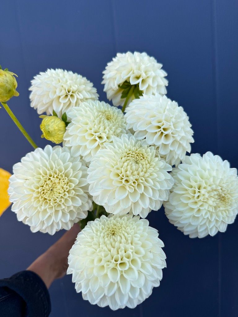 DAHLIA Ryecroft Jan