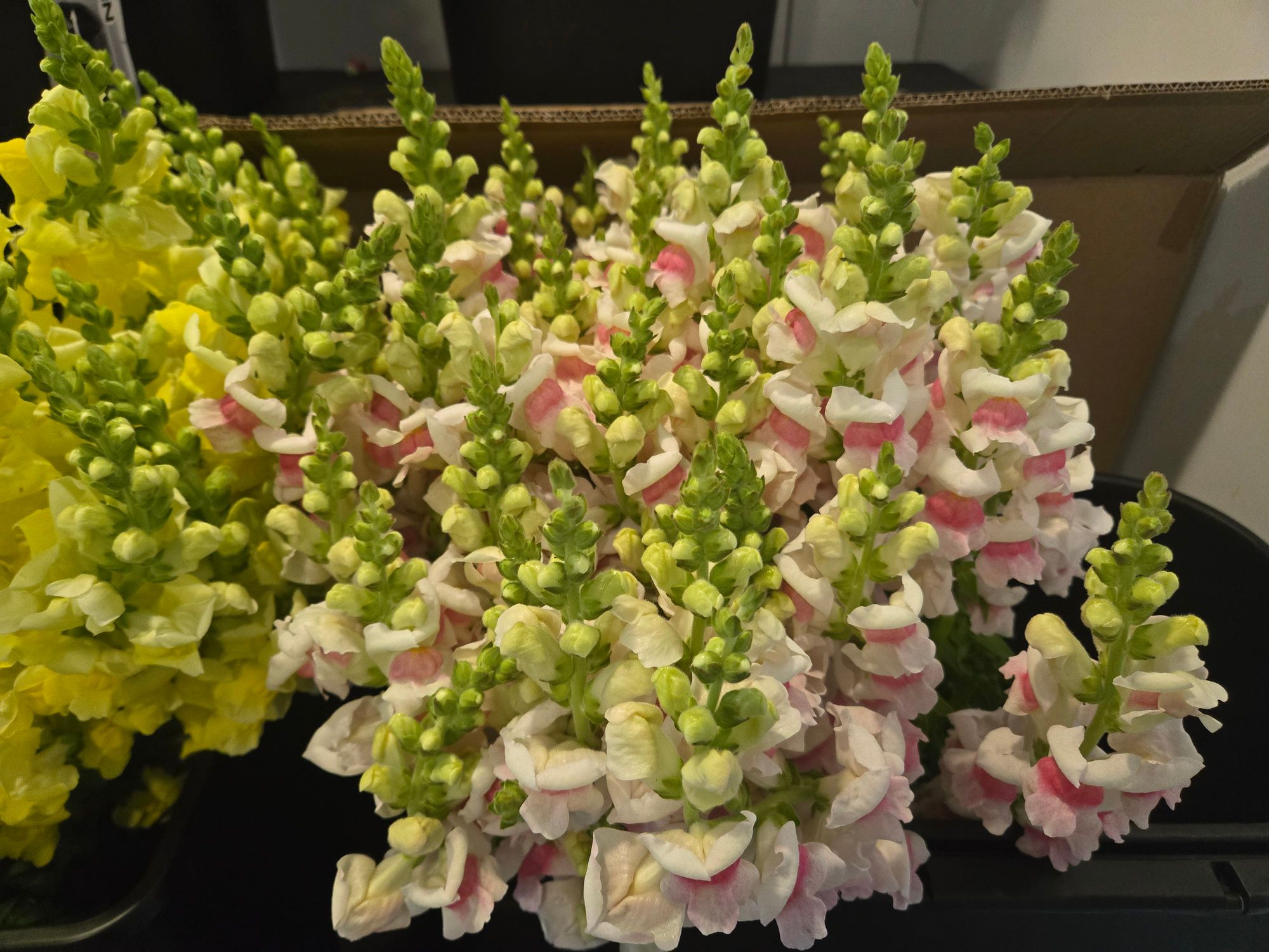 ANTIRRHINUM majus Potomac Appleblossom