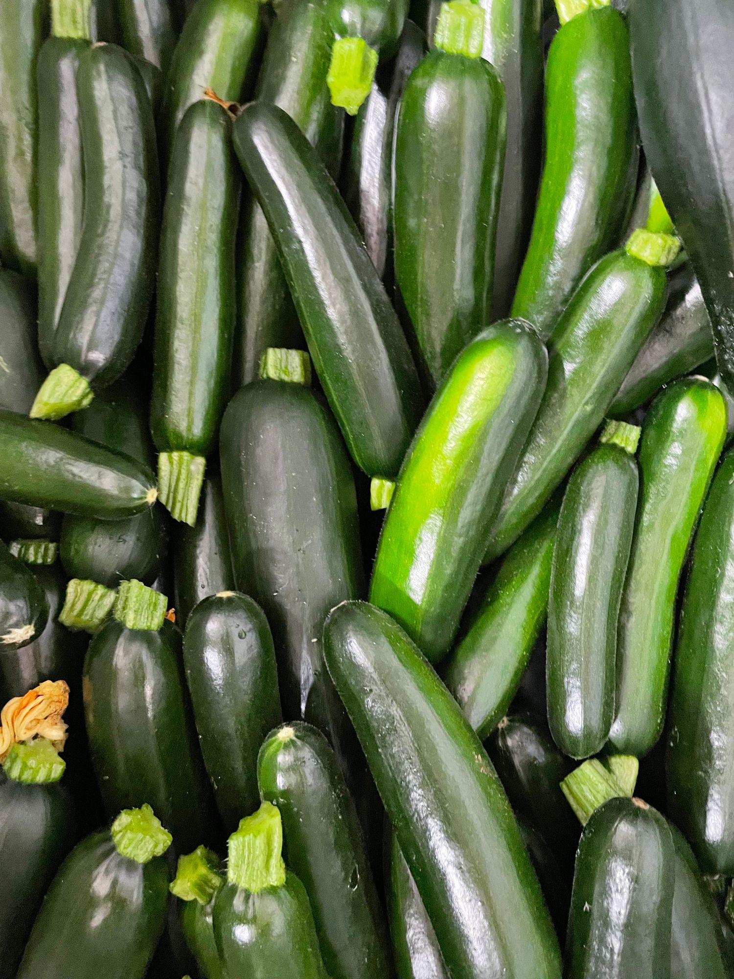 Zucchini, Green