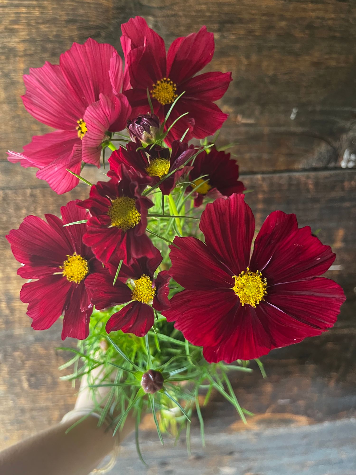 COSMOS bipinnatus Rubenza