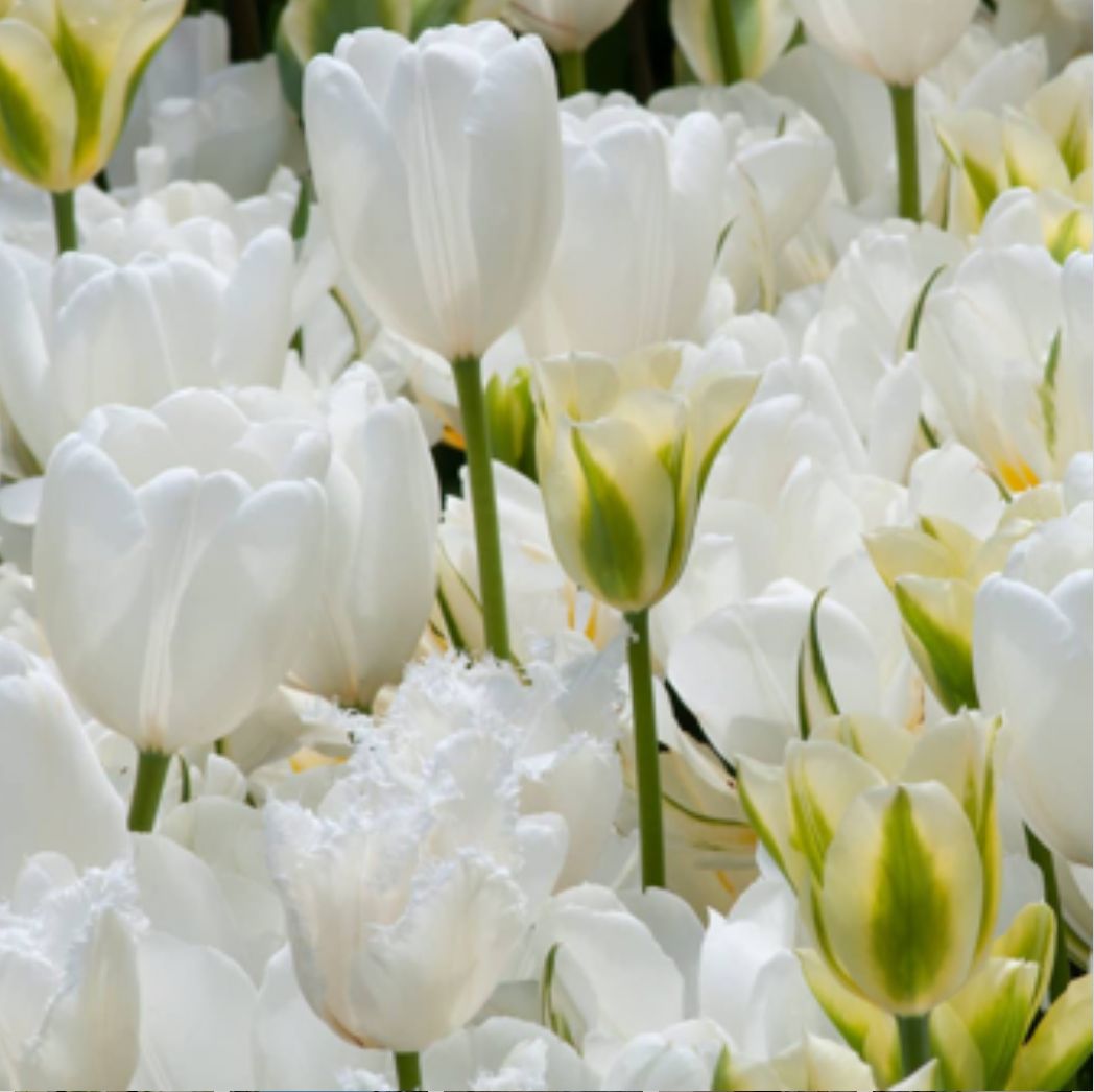 TULIPA