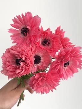 ANEMONE coronaria Levante Rosa