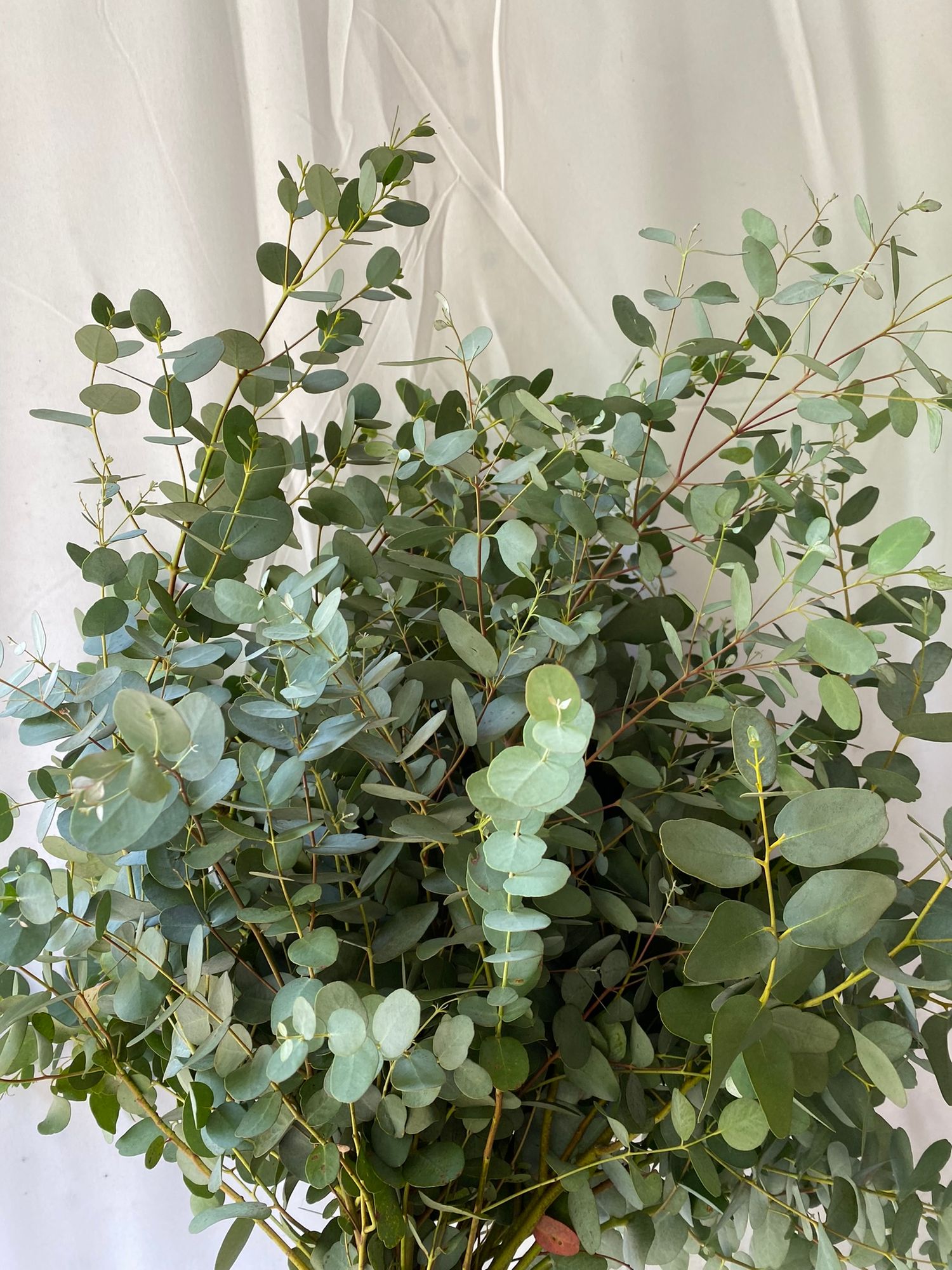 EUCALYPTUS gunnii Silver Drop